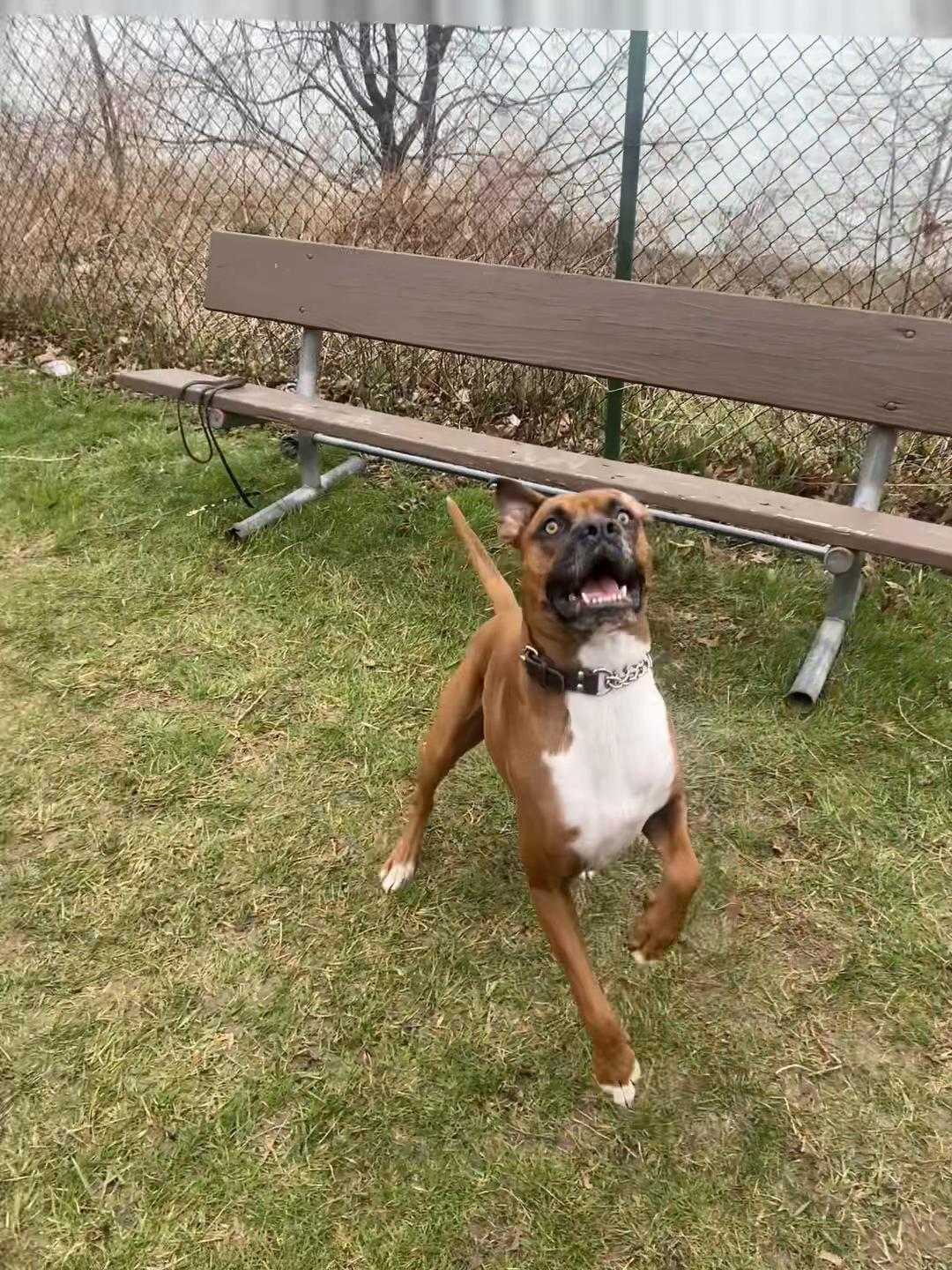 @Clyde the Boxermix