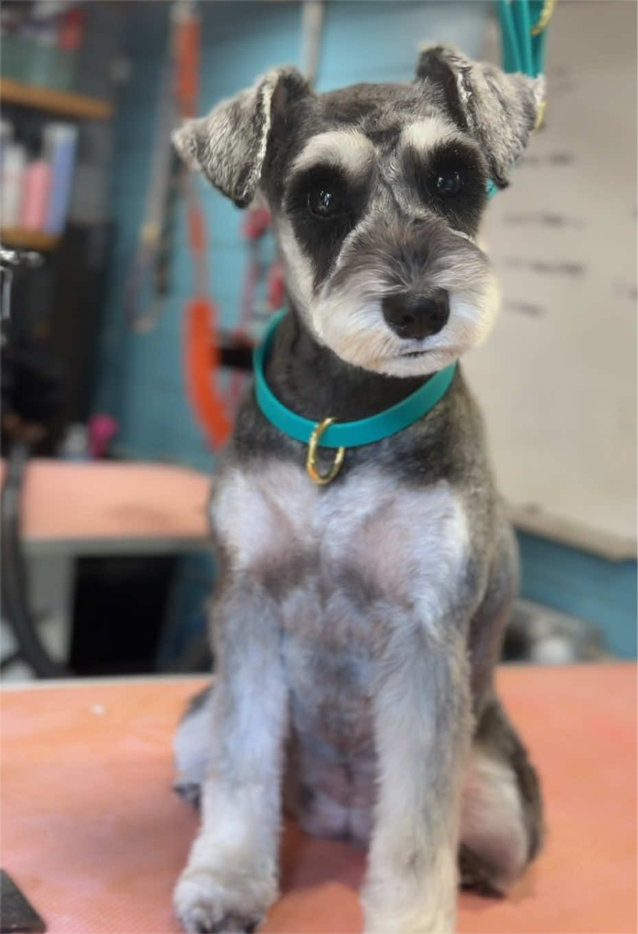 @hollyshoundsgrooming