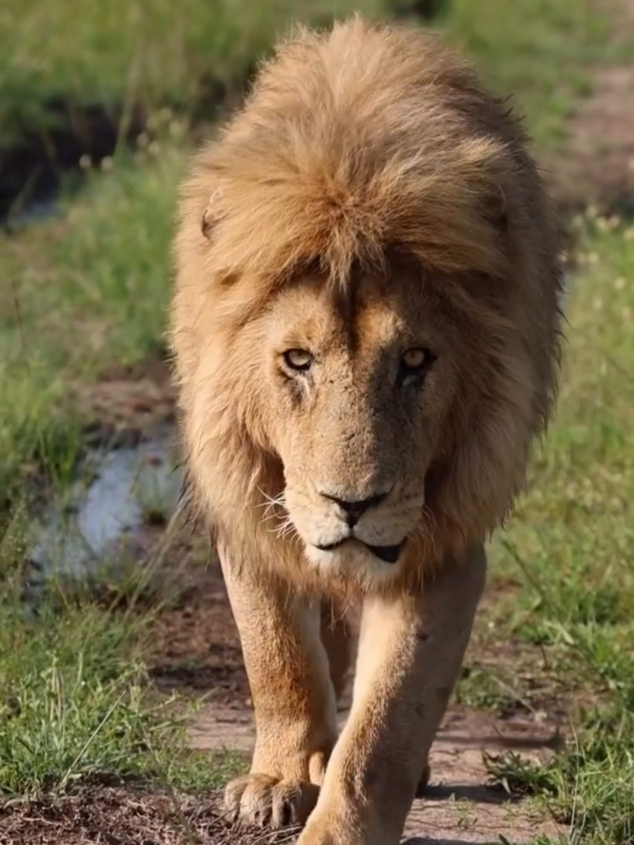 @Lion Sightings