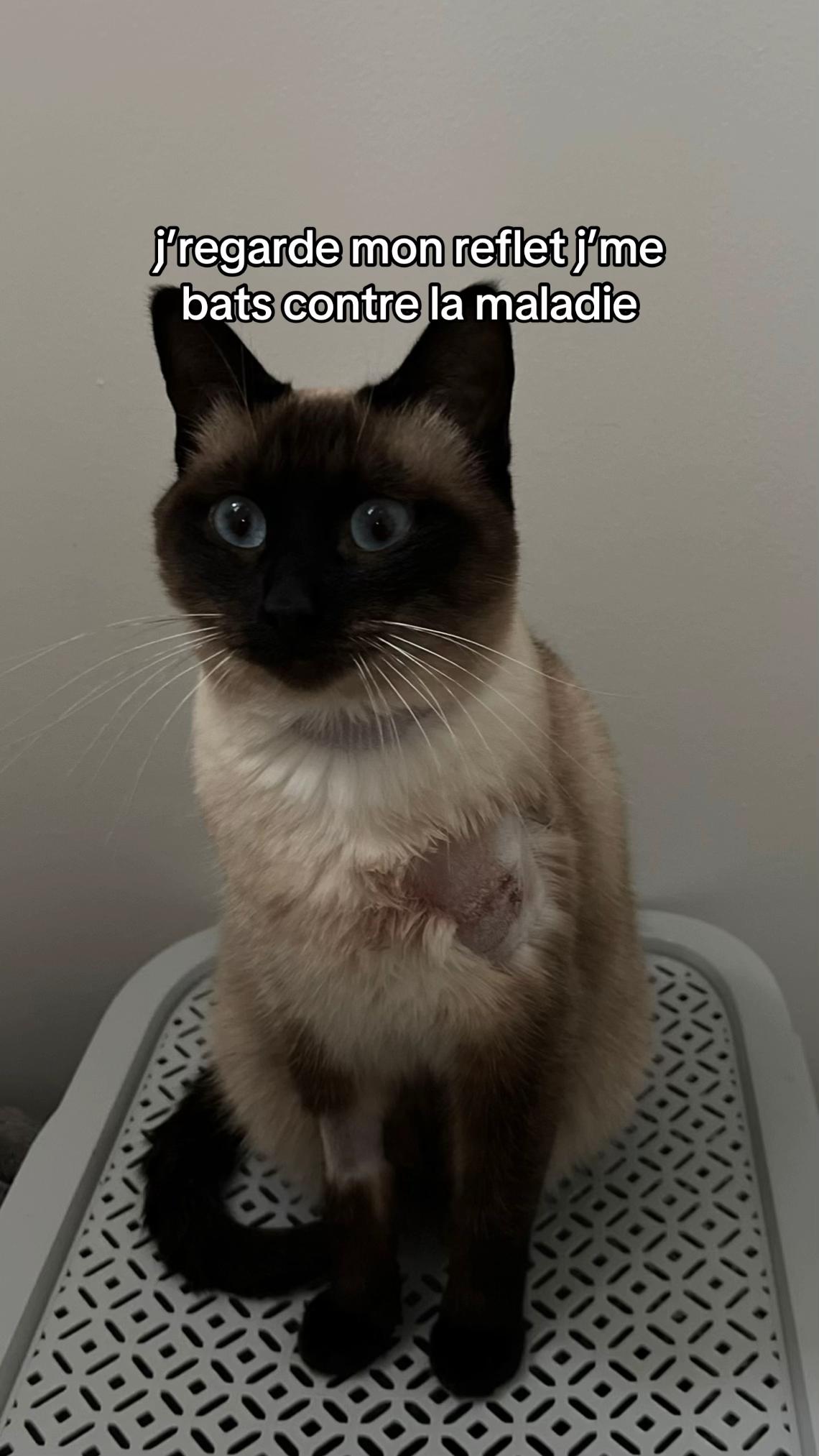 @⋆˚🐾˖°
