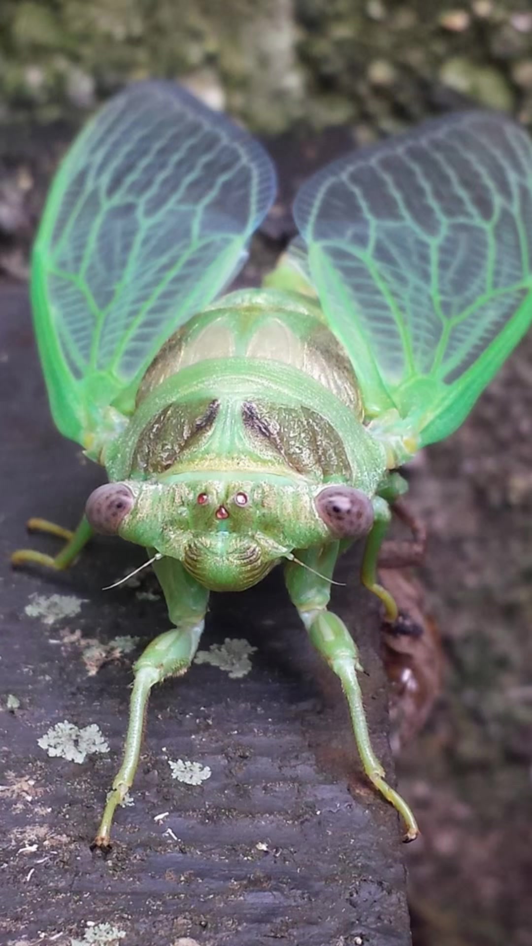 @Cicada husk keeper