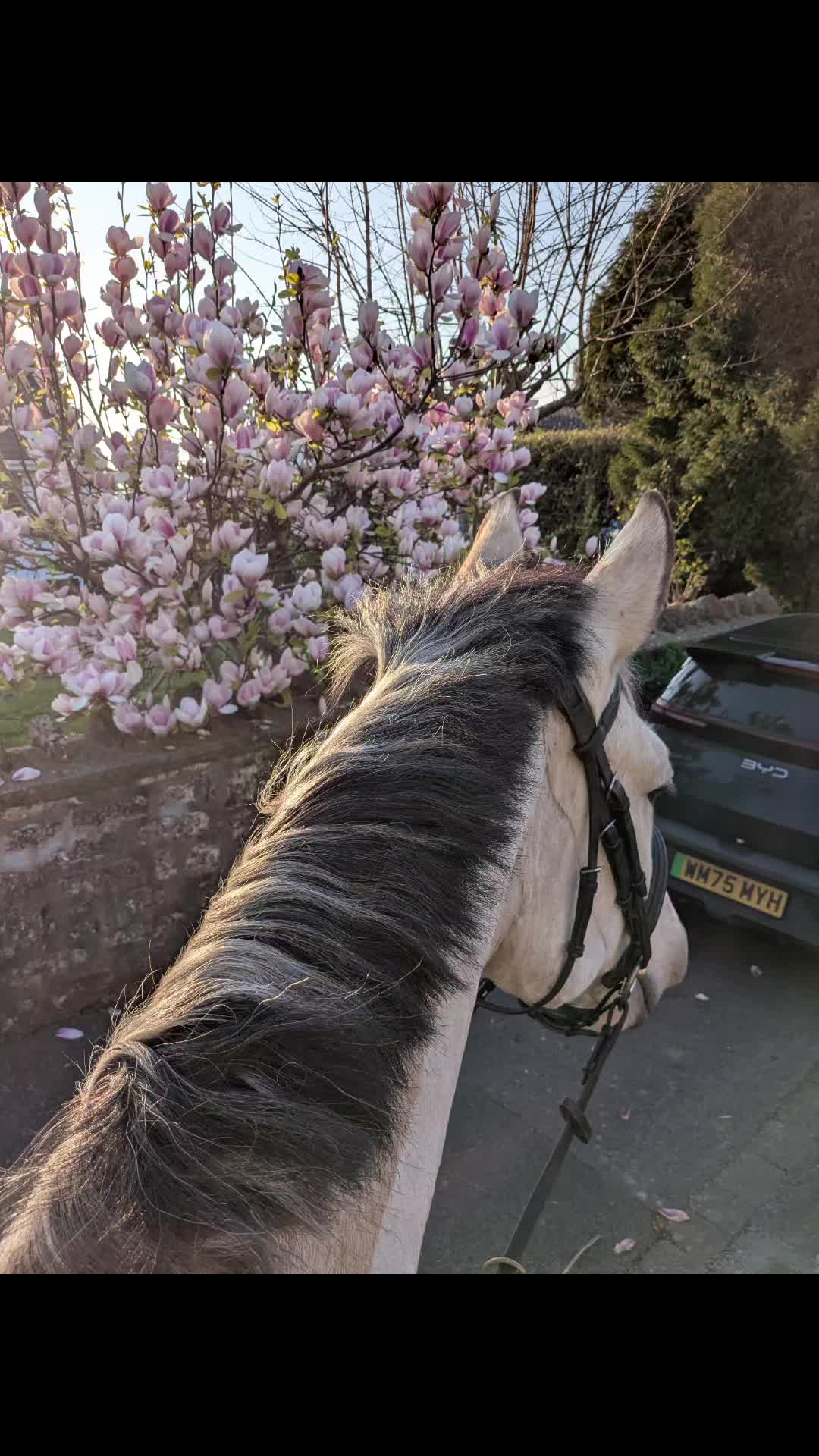 @ZB Equestrian