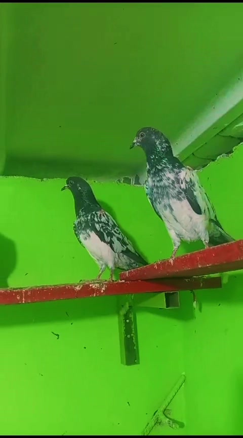 @چھت شہزاد عرف سنی UK