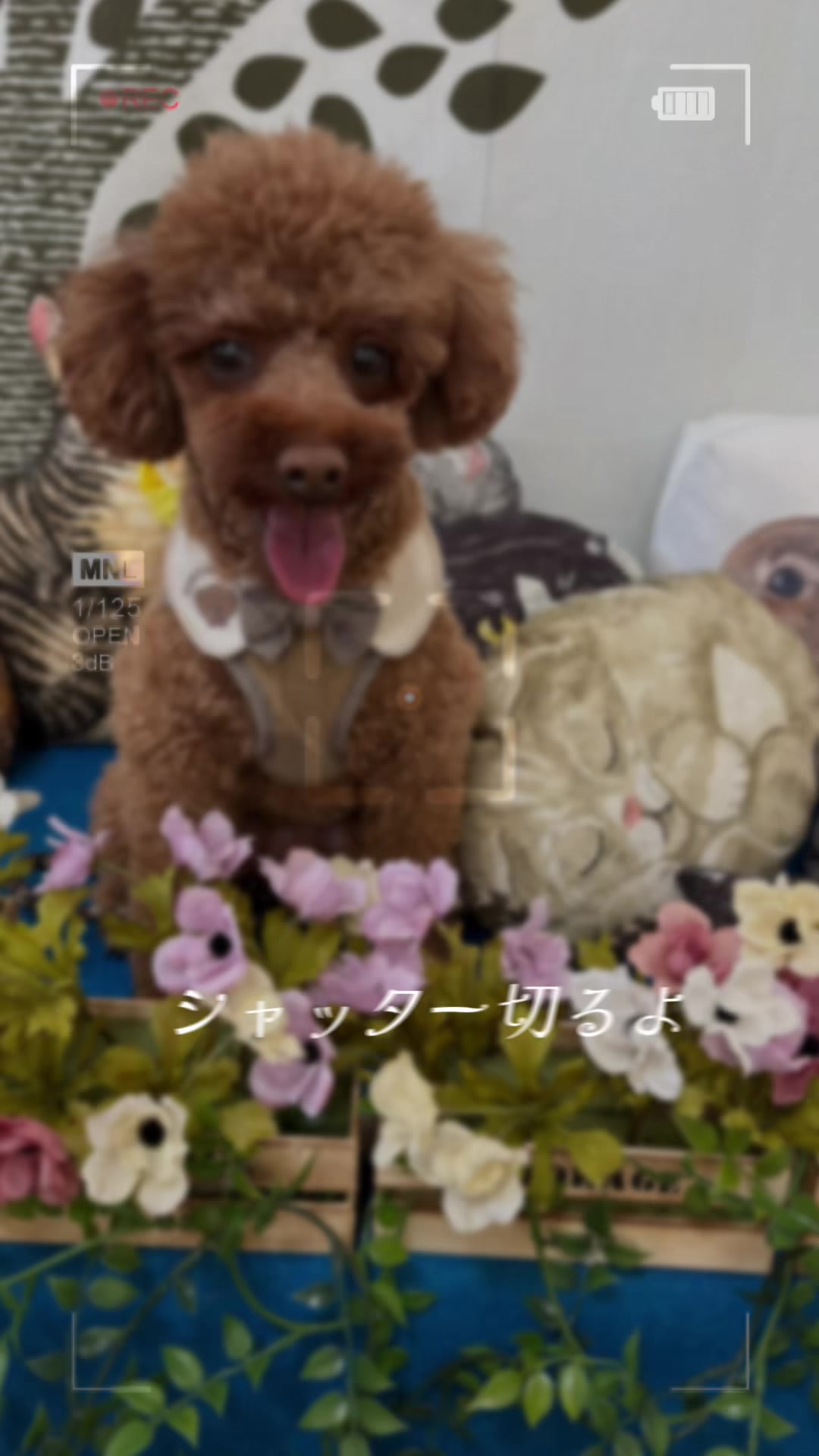 @kamachokopu