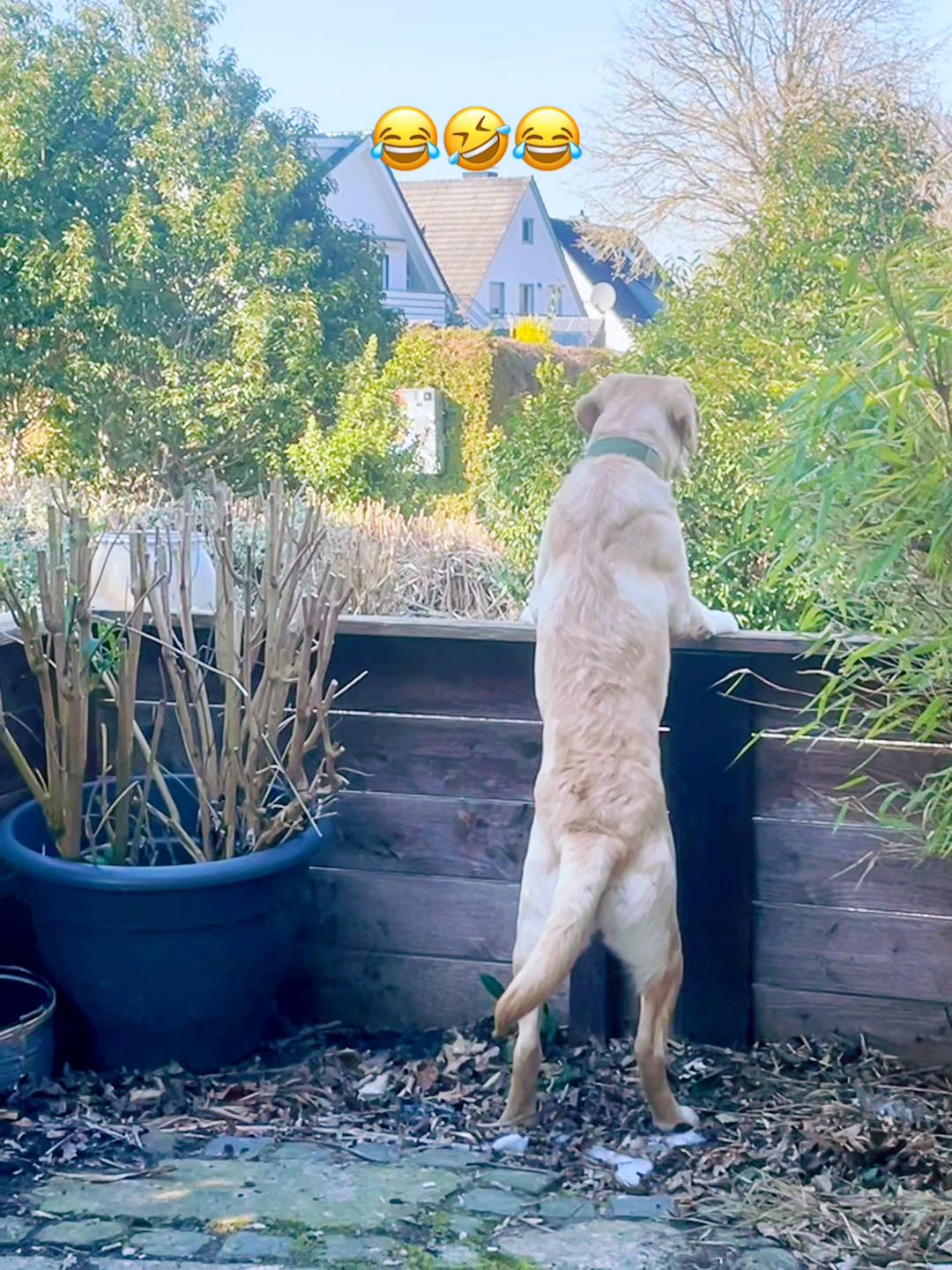 @Leni&lsquo;s-Hundewelt 🐾