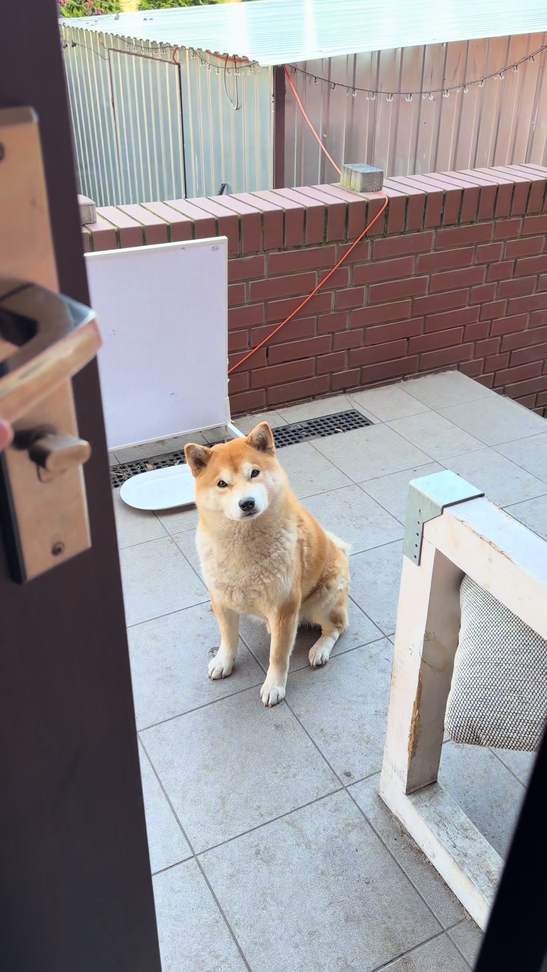 @Shiba GoNanKaiho hodowla FCI