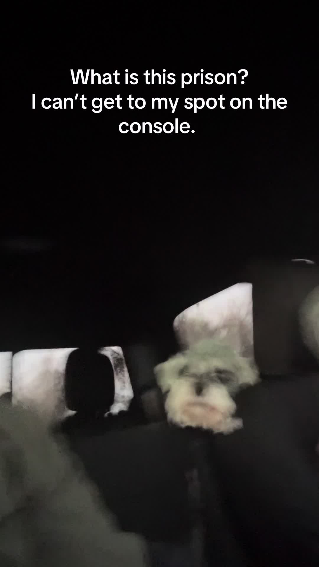 @Cooper The Schnauzer
