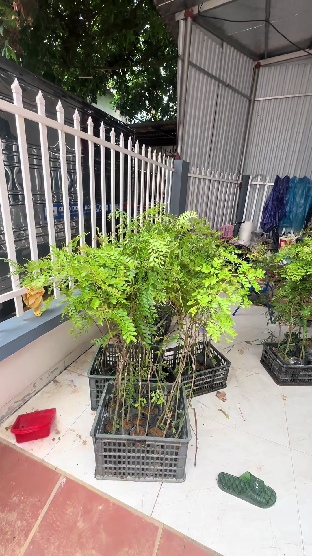 @Nh&agrave; Vườn Vũ Mai
