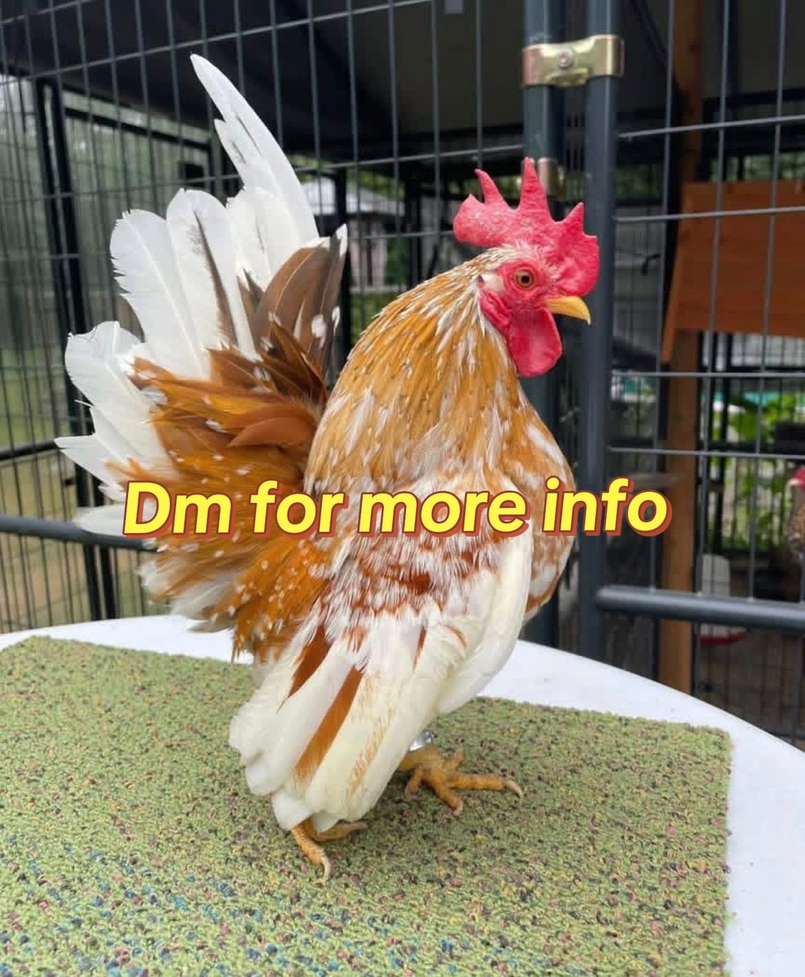 @Live stock animals 🪿🐐🐓🍗🥬