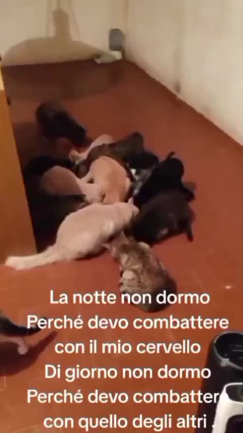 @ELETTRA L'ANIMALISTA