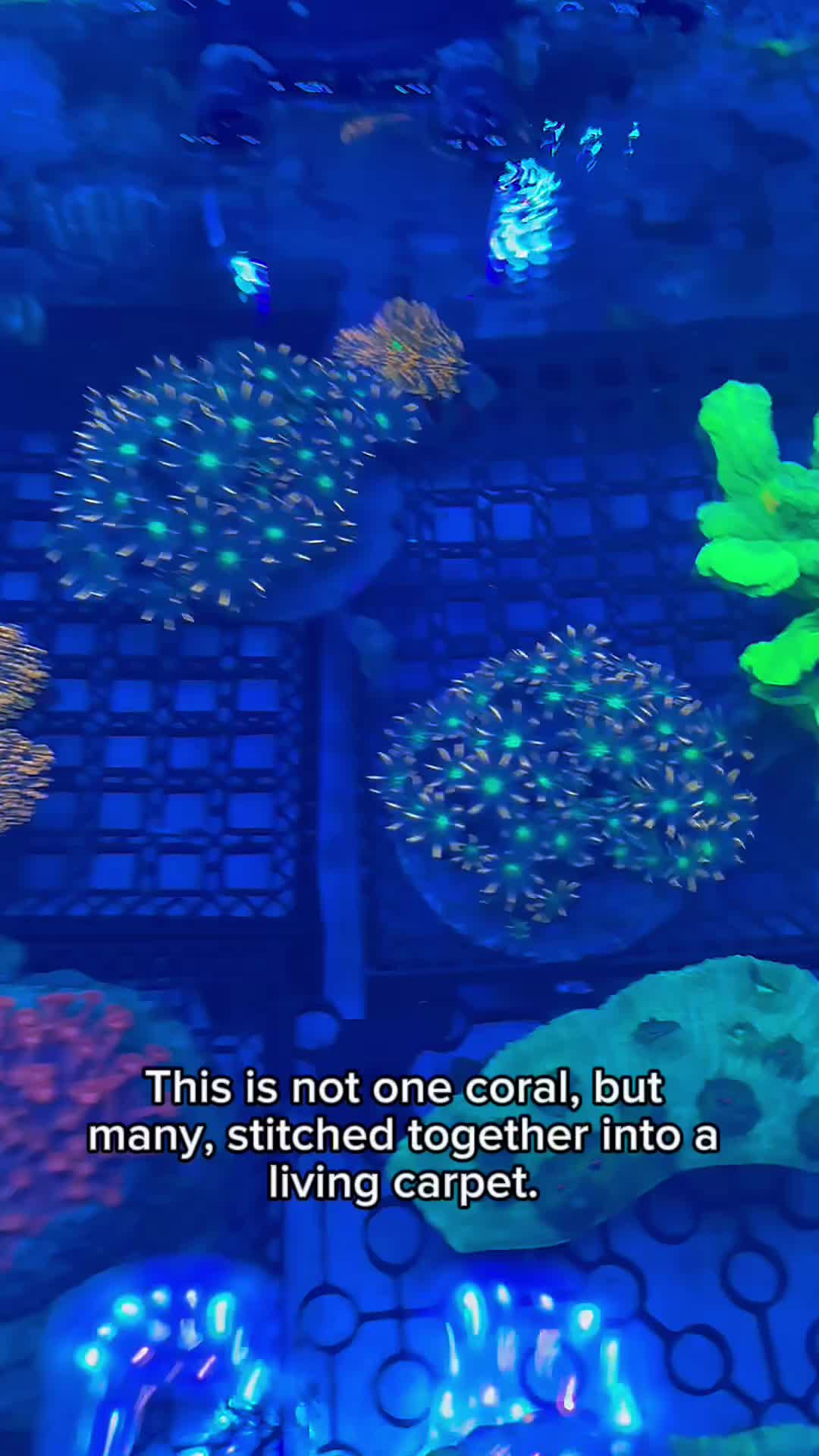 @Reeftogo