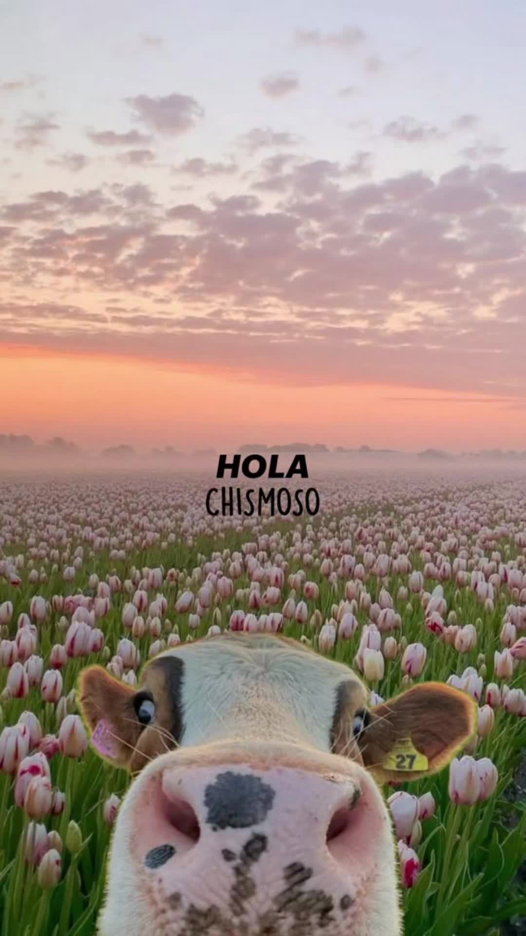 @A.M.