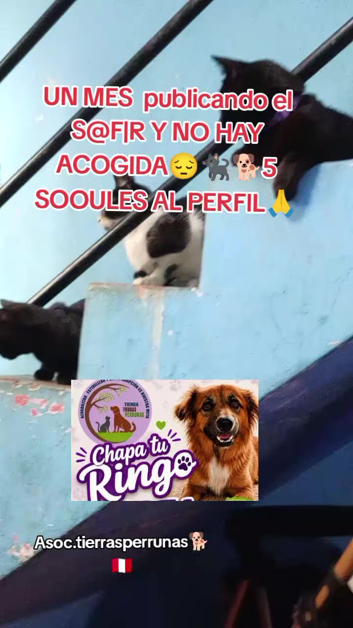 @Asociaci&oacute;n T.Perrunas🐕🐈🇵🇪