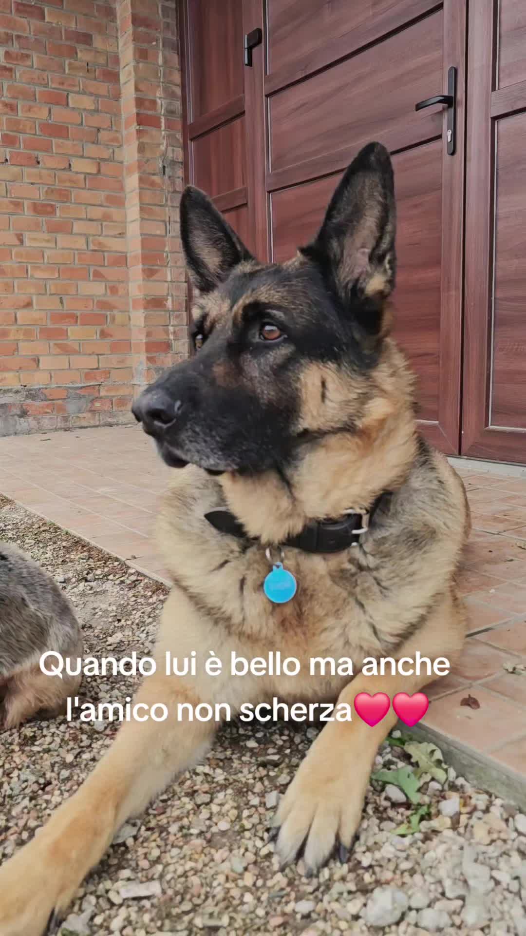 @⚜️🐾THOR&PICKY🐾⚜️
