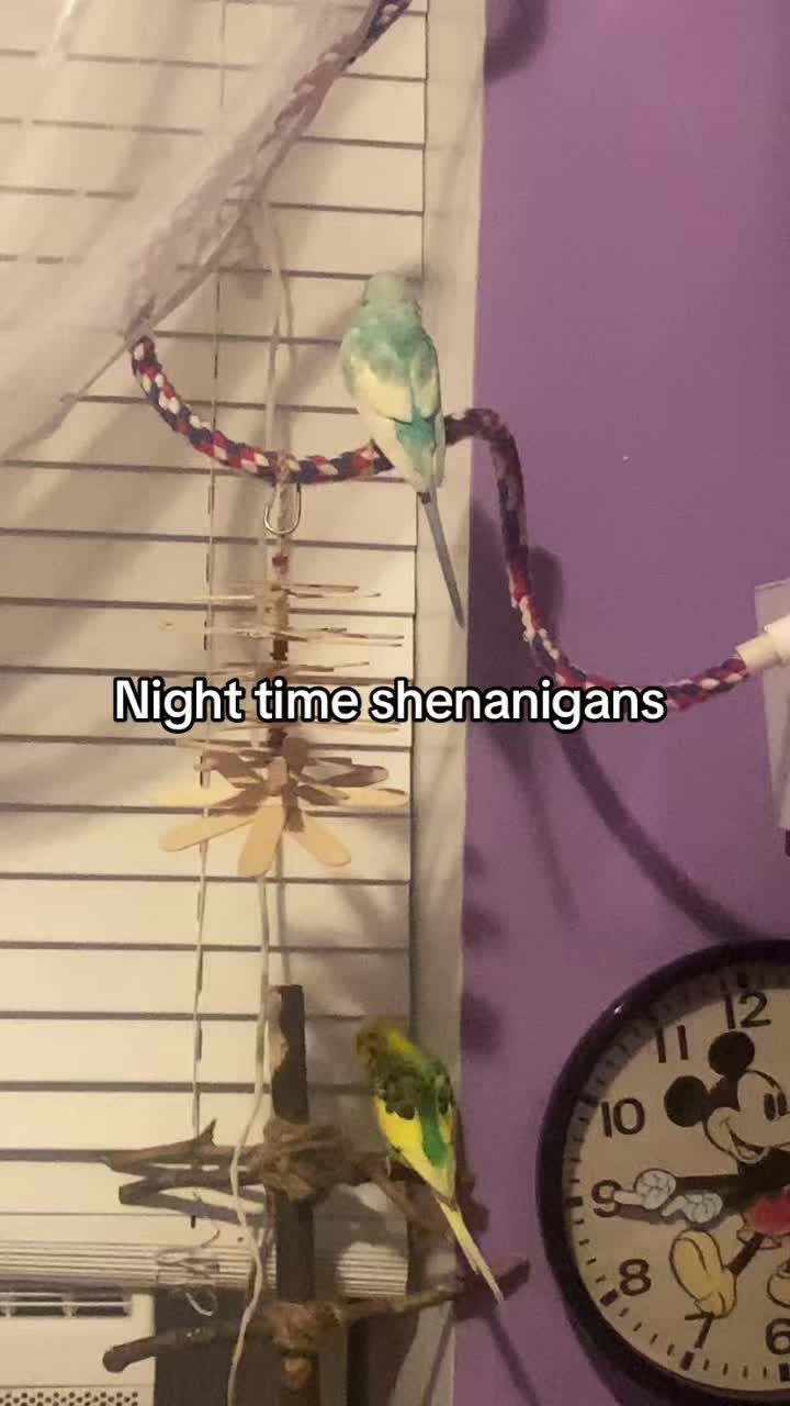@Kiwi and Gizmo