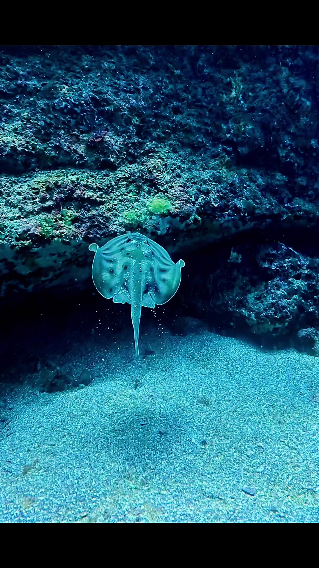 @oldnewdiver