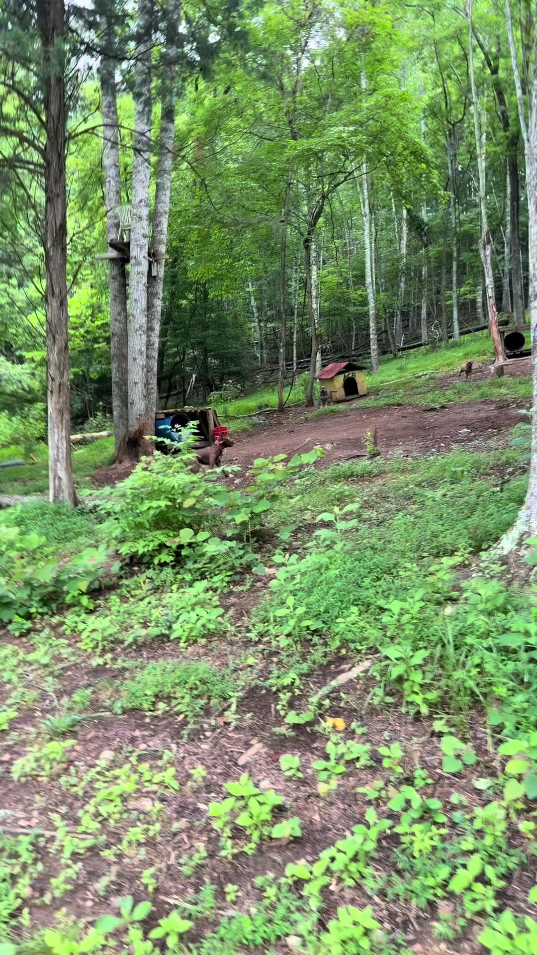 @WorldGoneMadKennels