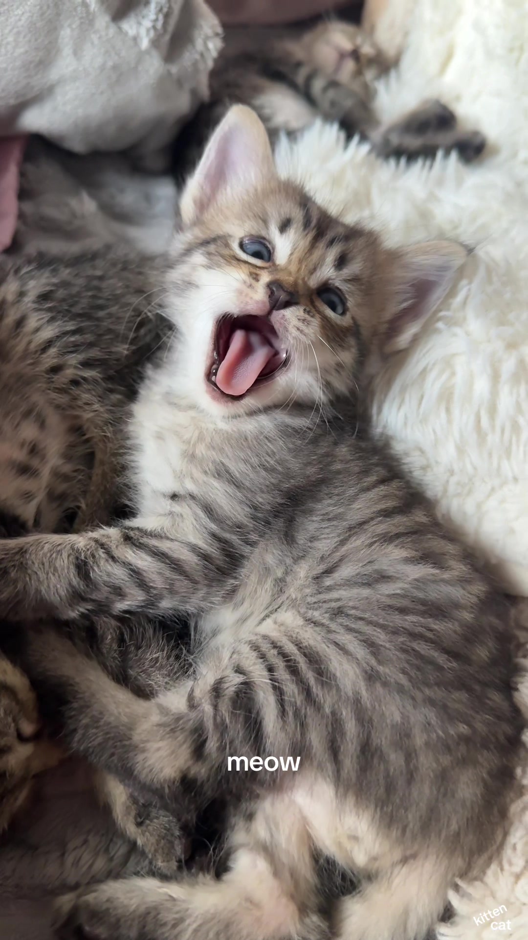 @Mia kittens