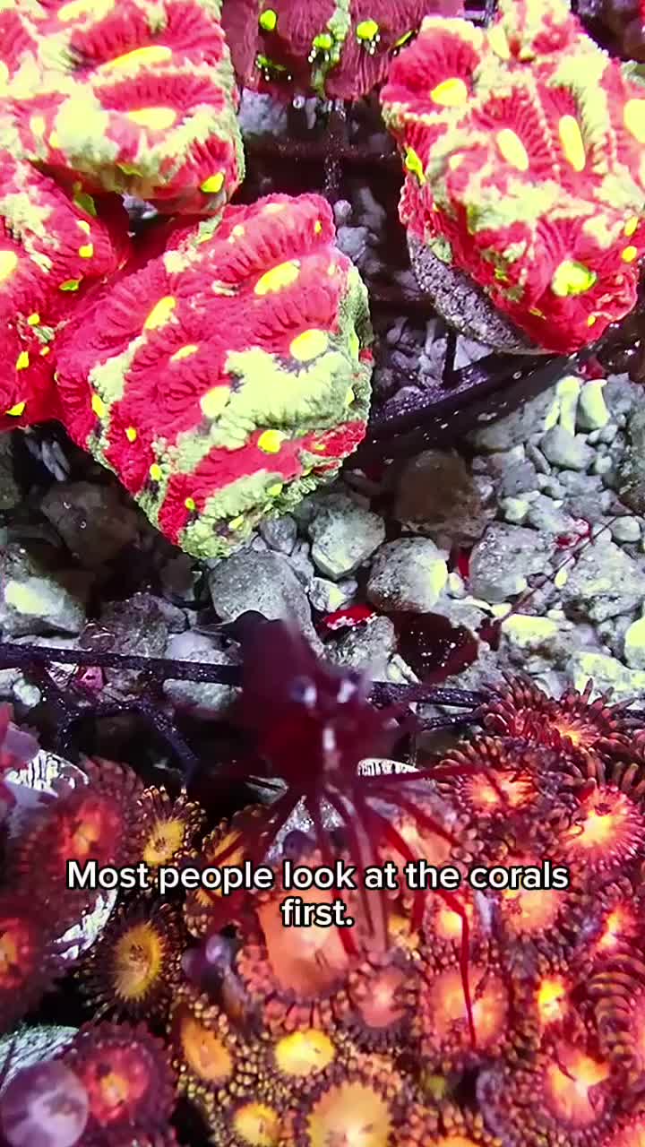 @Reeftogo