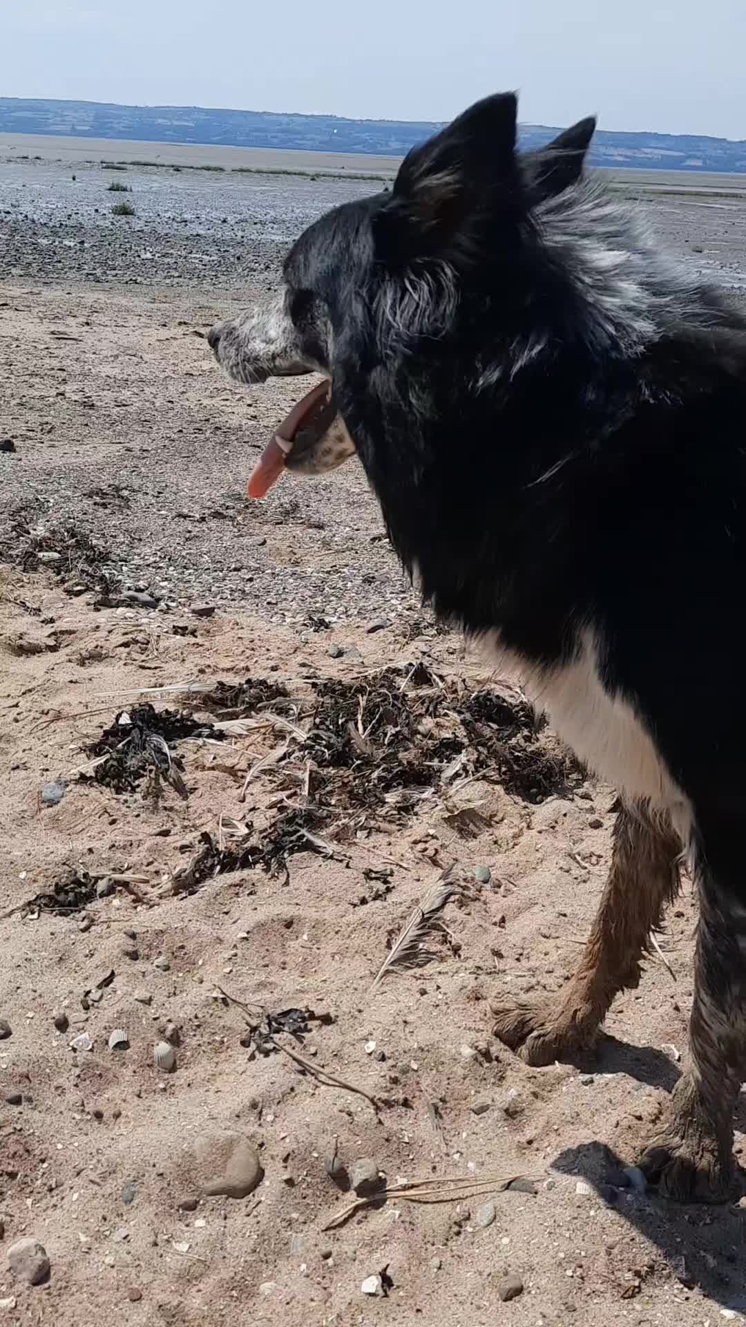 @Bordercollies Anonymous Club