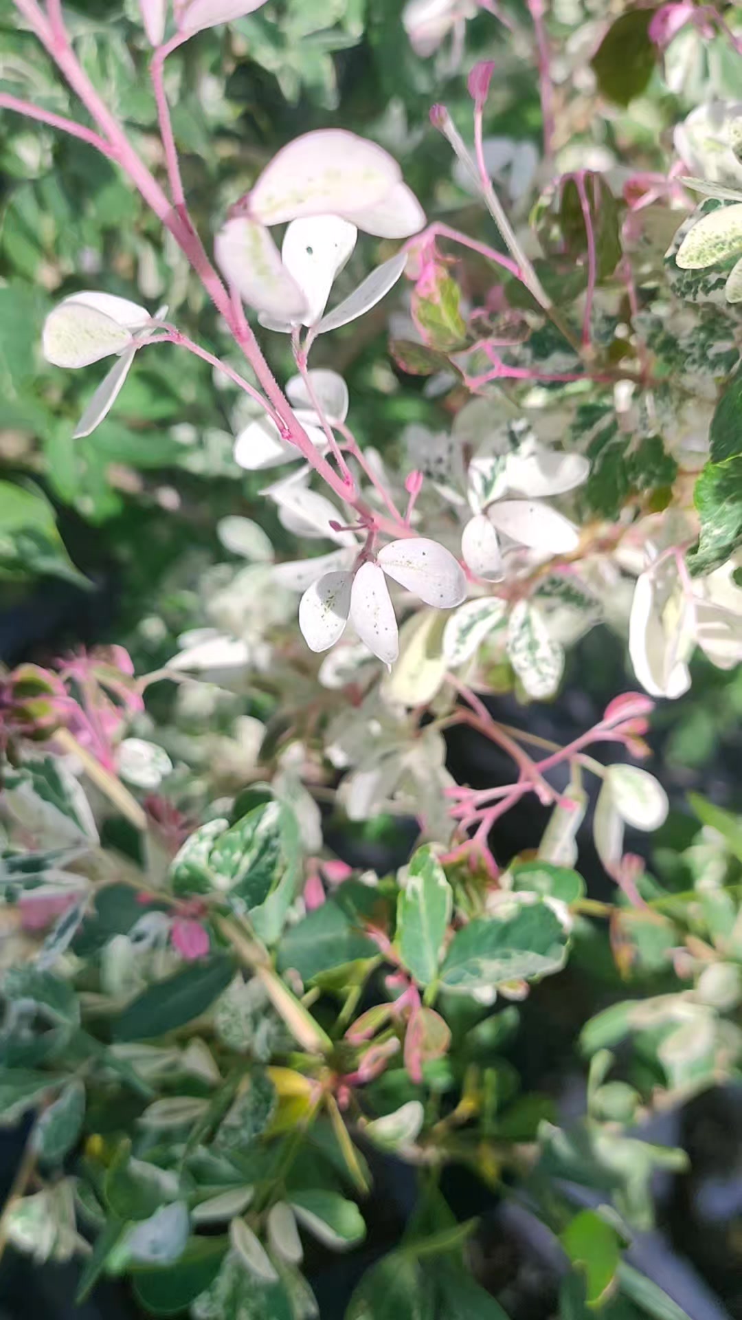 @Beautiful Garden of Eve