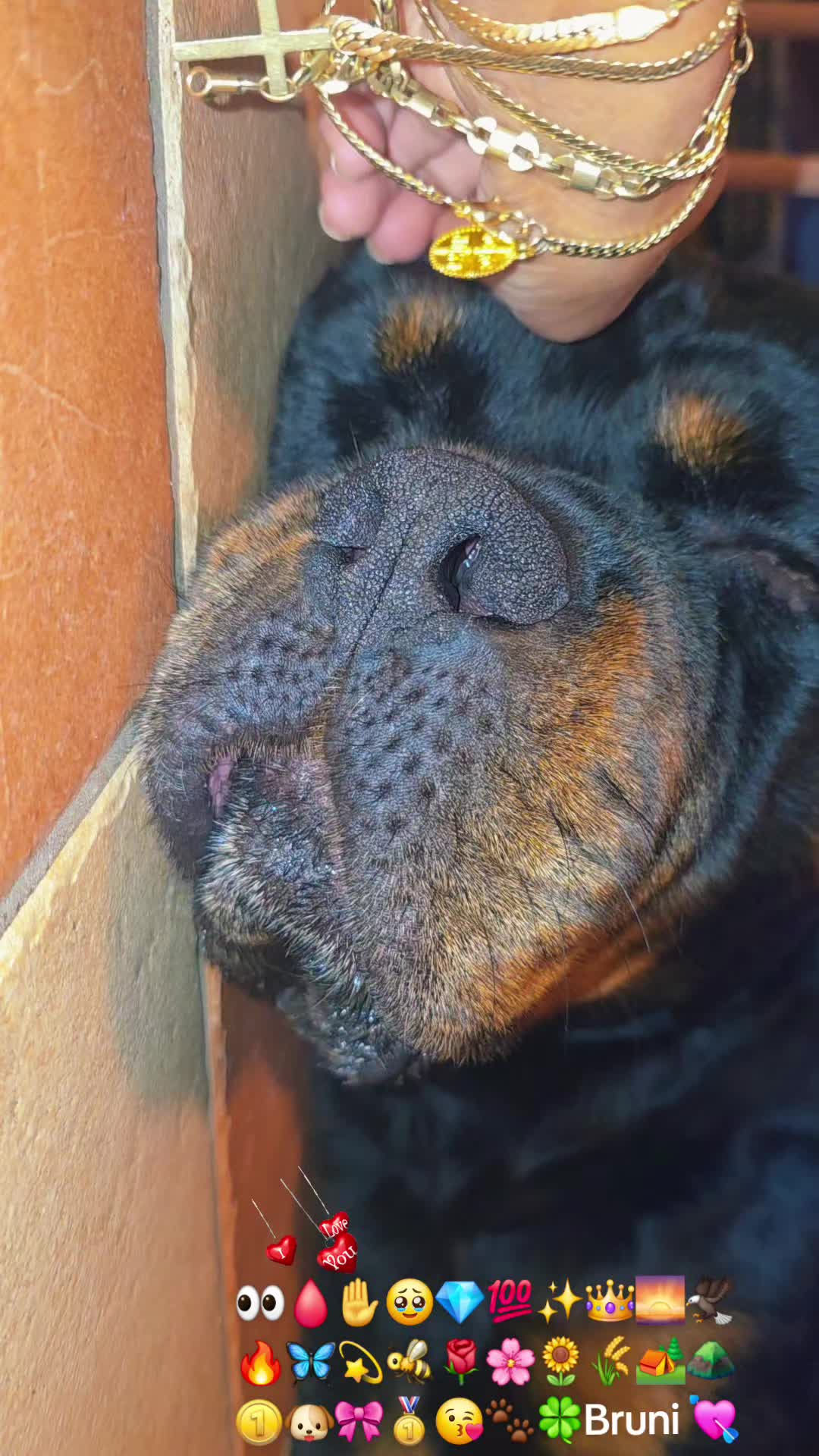 @Rottweiler Bruno
