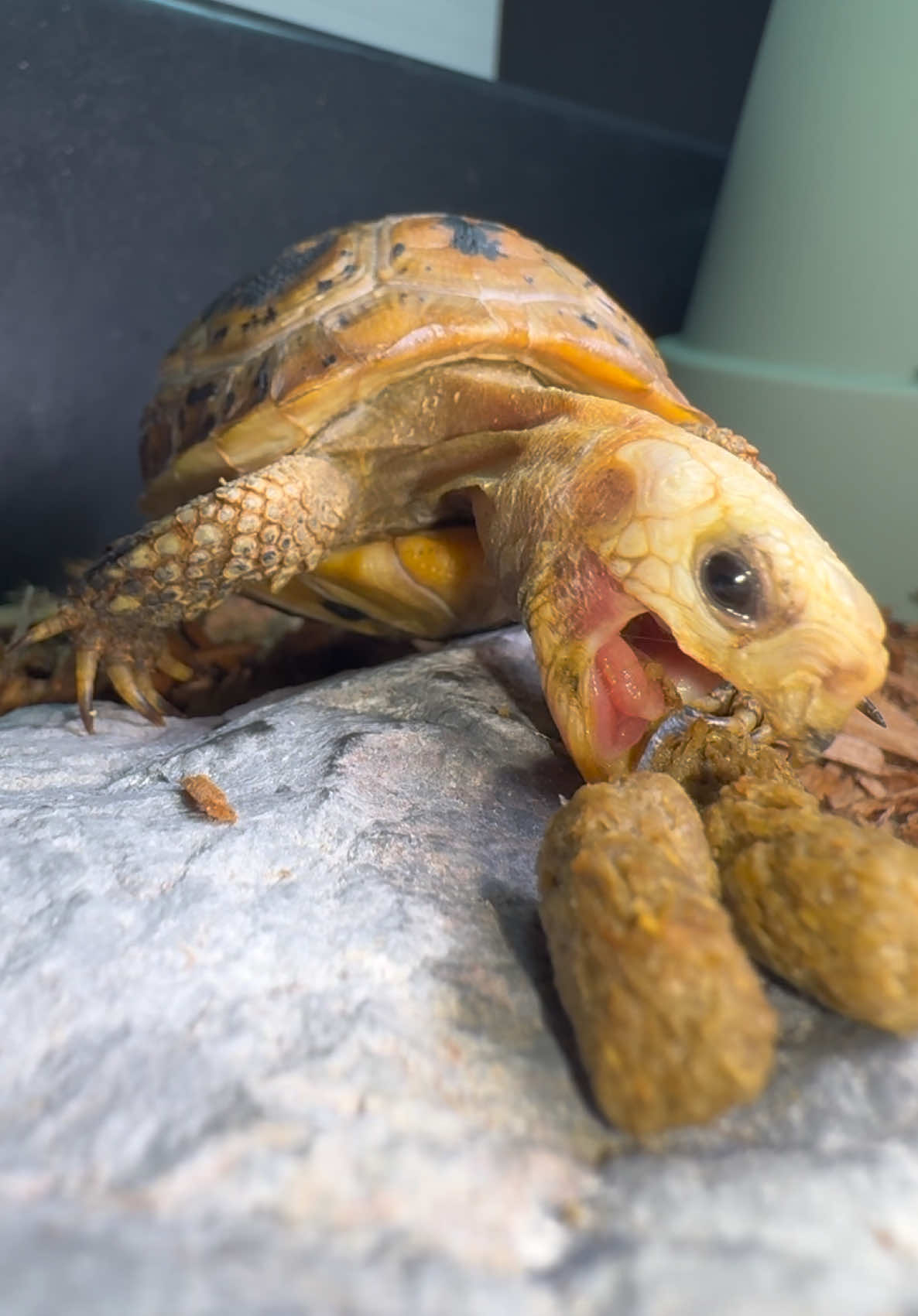 @Tommys_reptiles