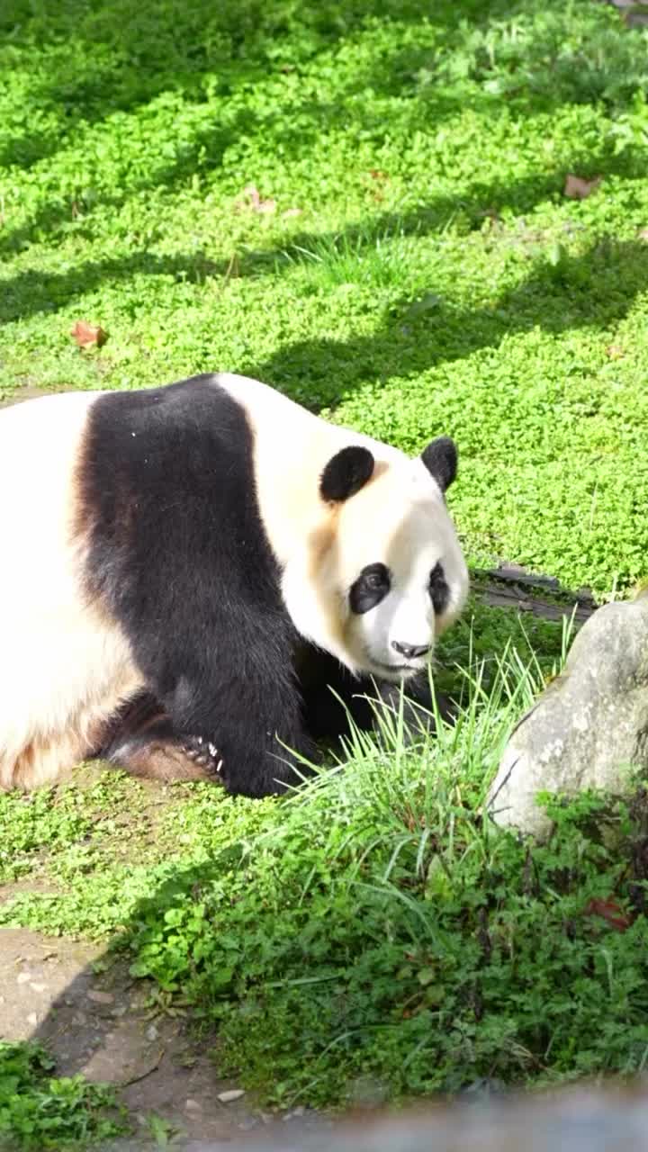 @pandy_pandaa