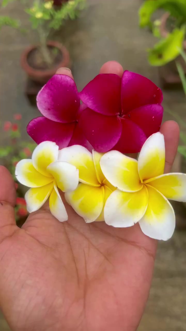 @👑 𝒜𝓈𝒽𝒾𝓀  _ꪜi̷&beta;𝑒𝕤 👑
