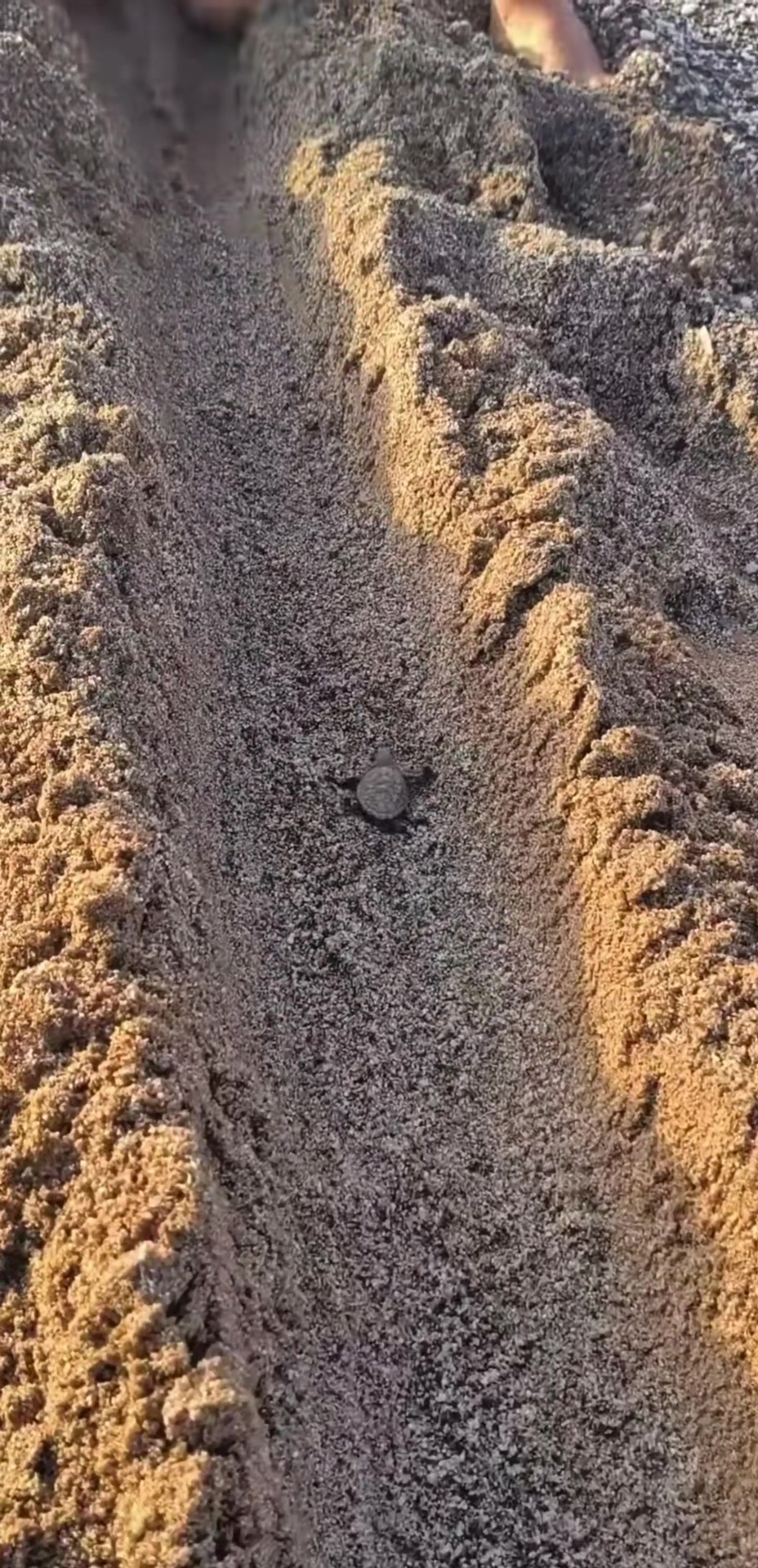 @Portillo8787