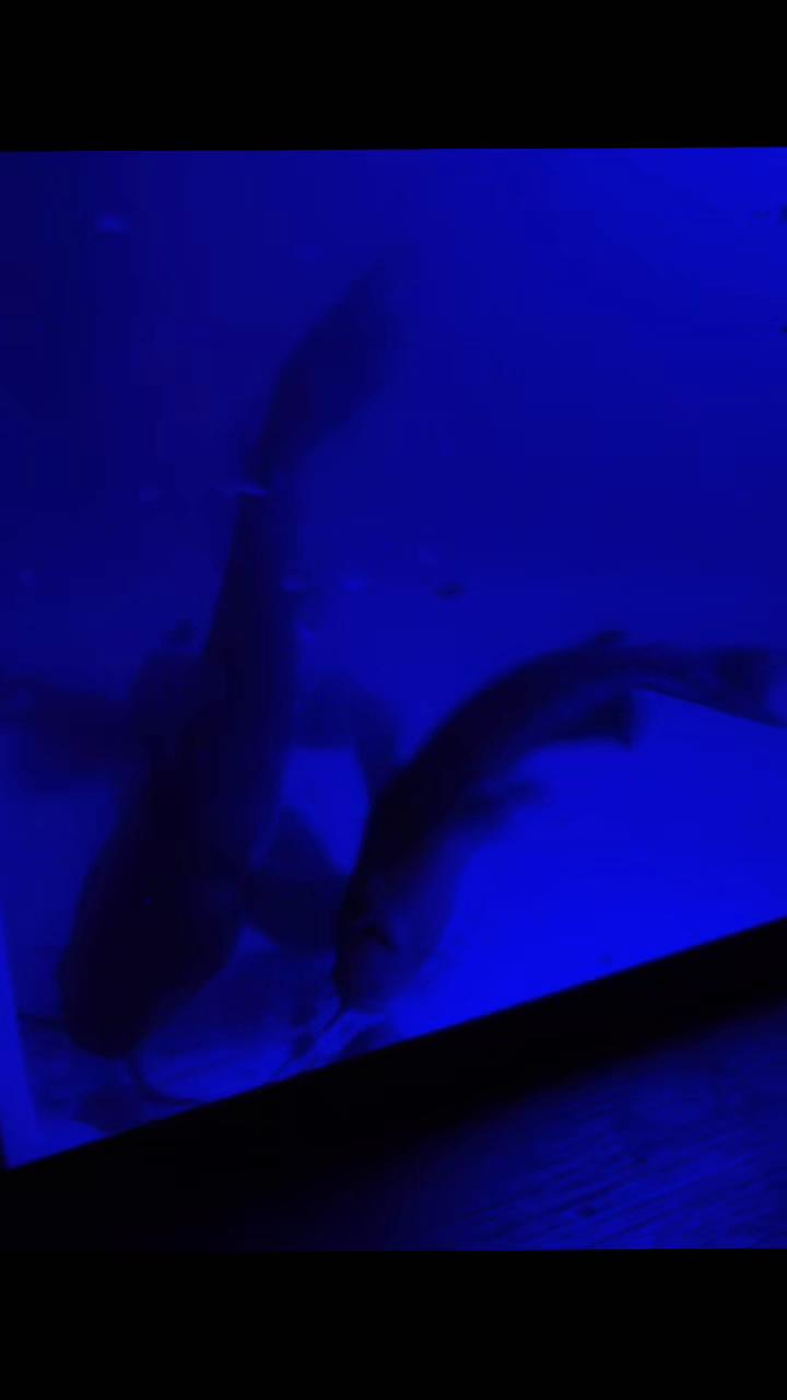 @wicked fishing company