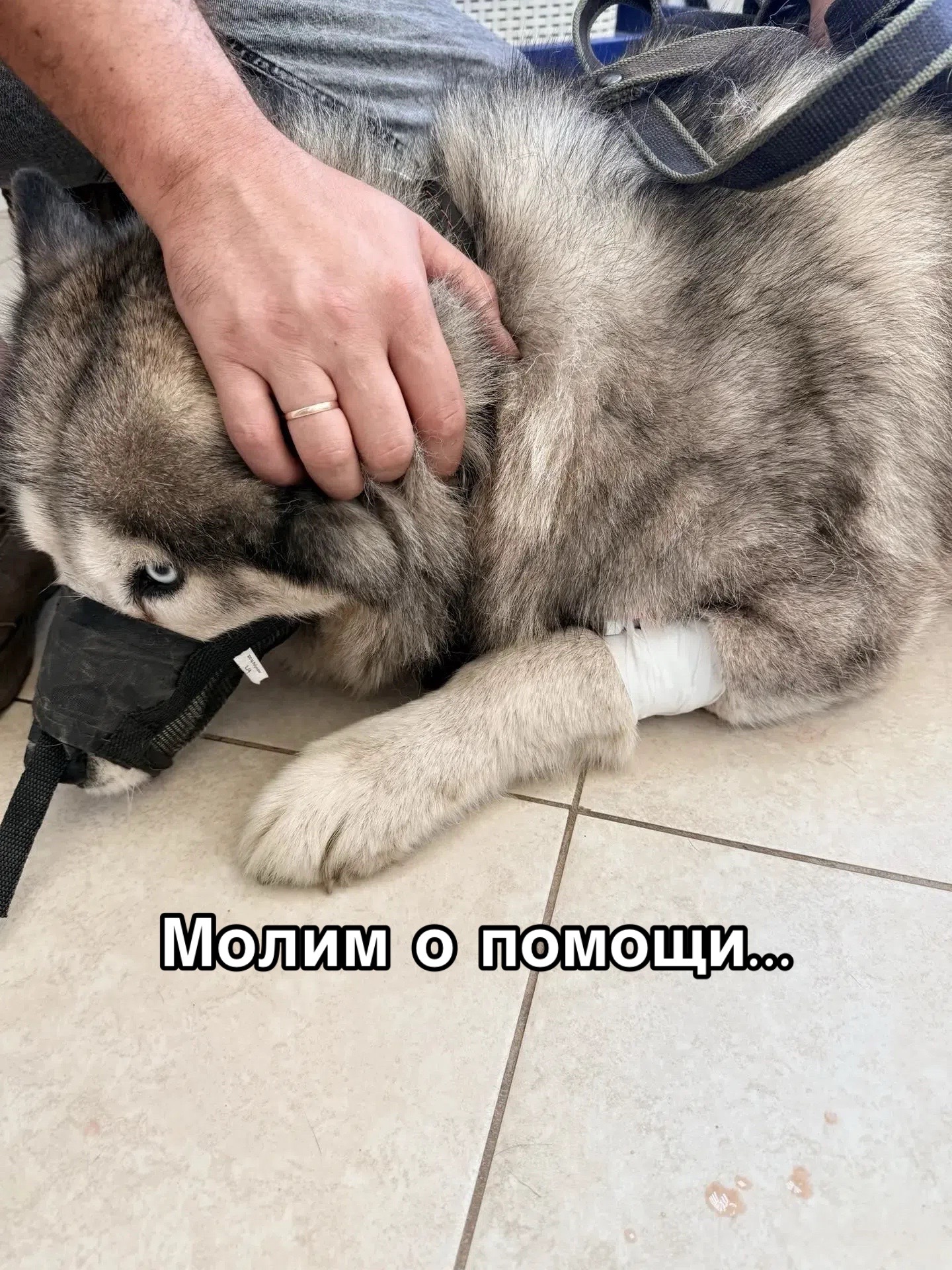 @Приют для животных Потеряшка