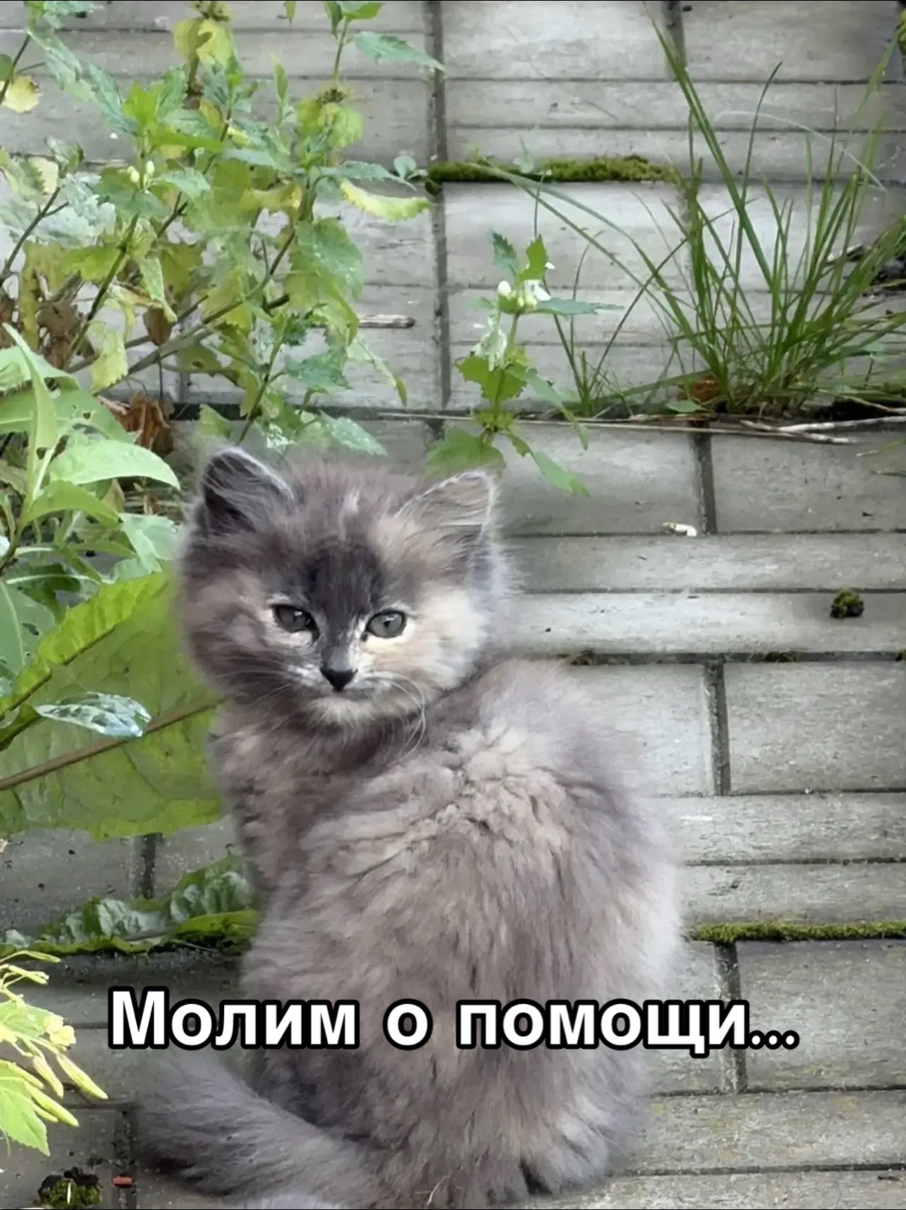 @Приют для животных Потеряшка