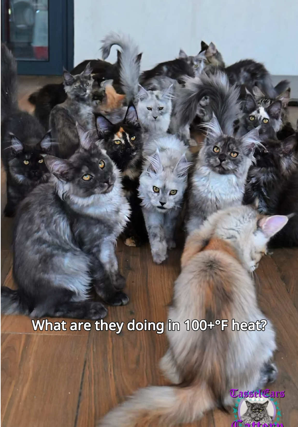 @Tassel Ears Maine Coon Cattery