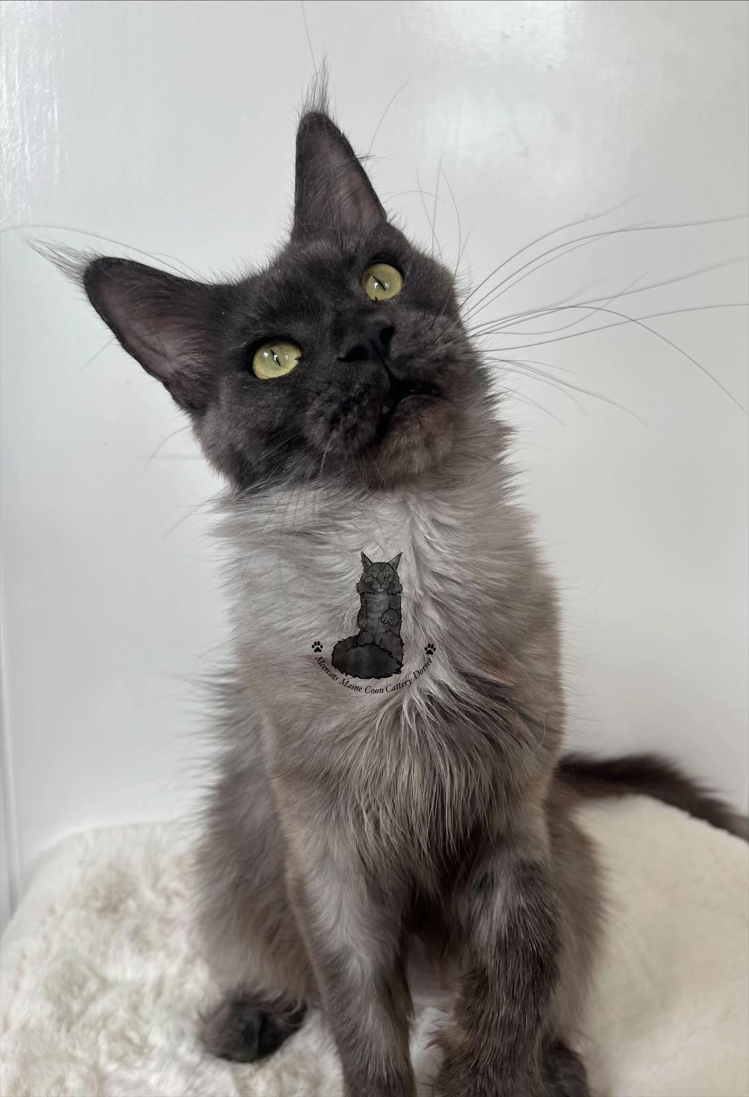 @Meercats MaineCoon