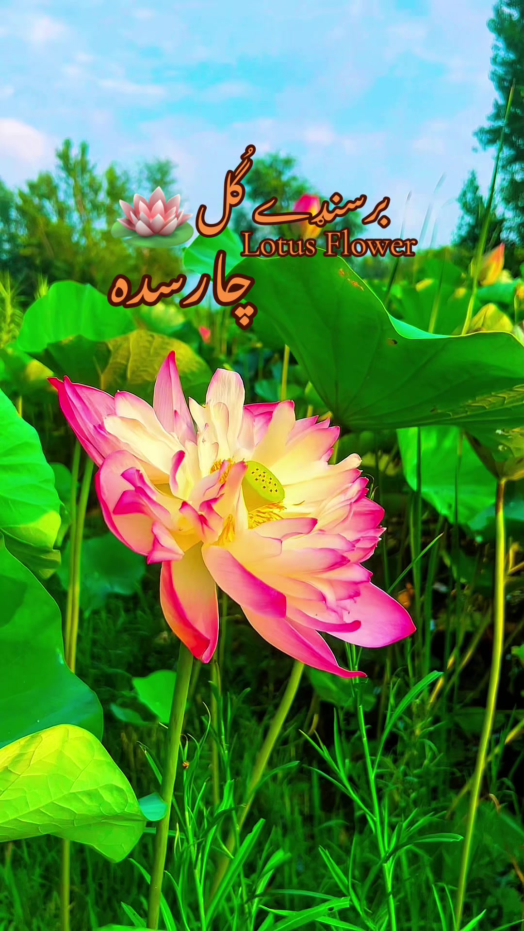 @Nature vibes 🥀💐🌳🌼