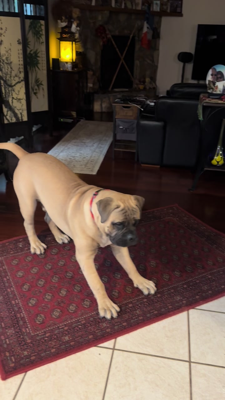 @Xander the Bullmastiff
