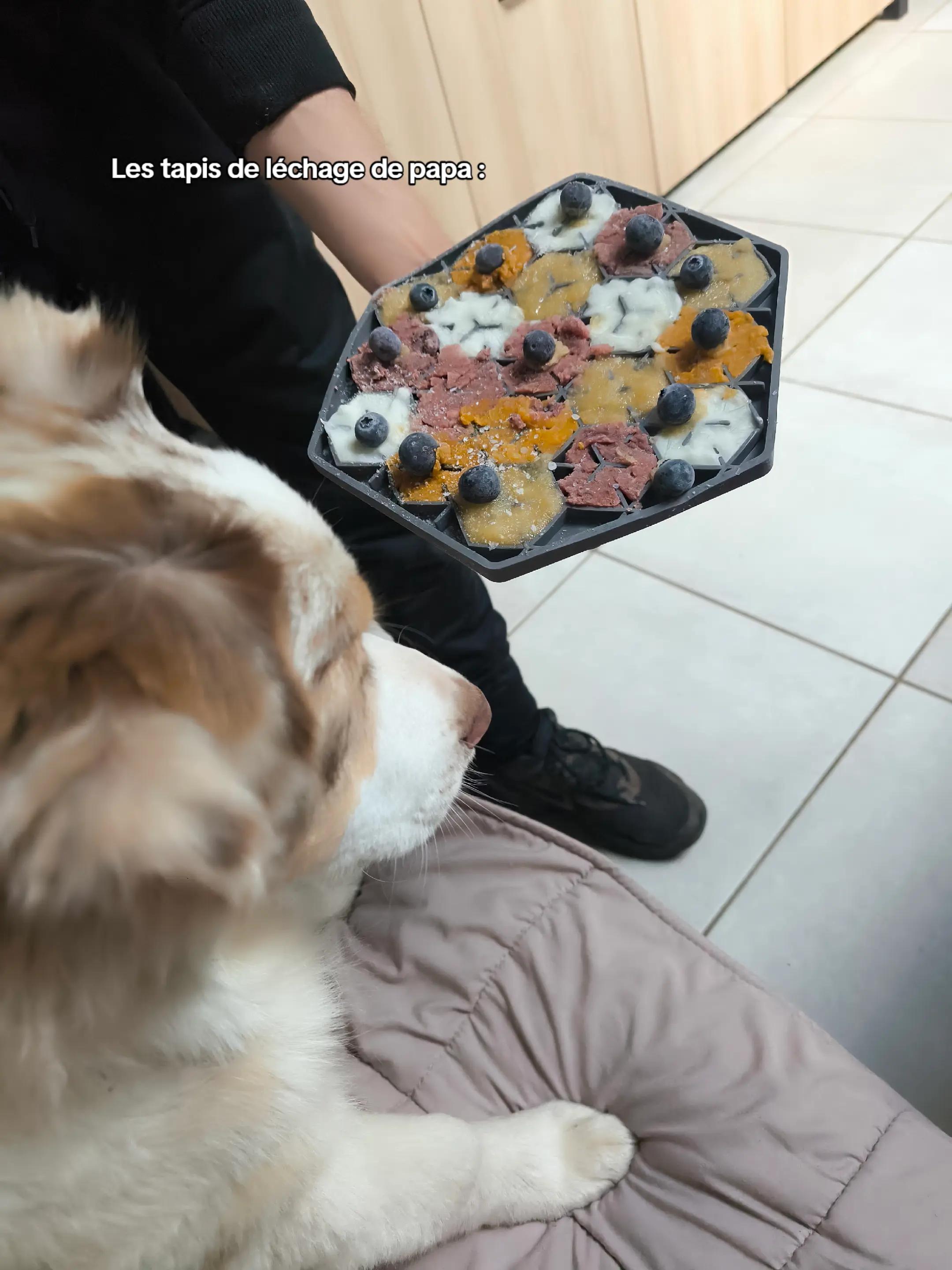 @Asta 🐻 Le petit frère 🤎