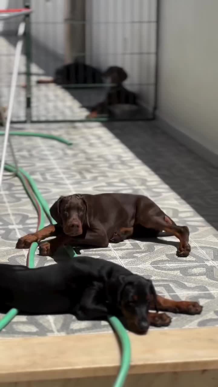 @Blakbone Mastiff Kennel