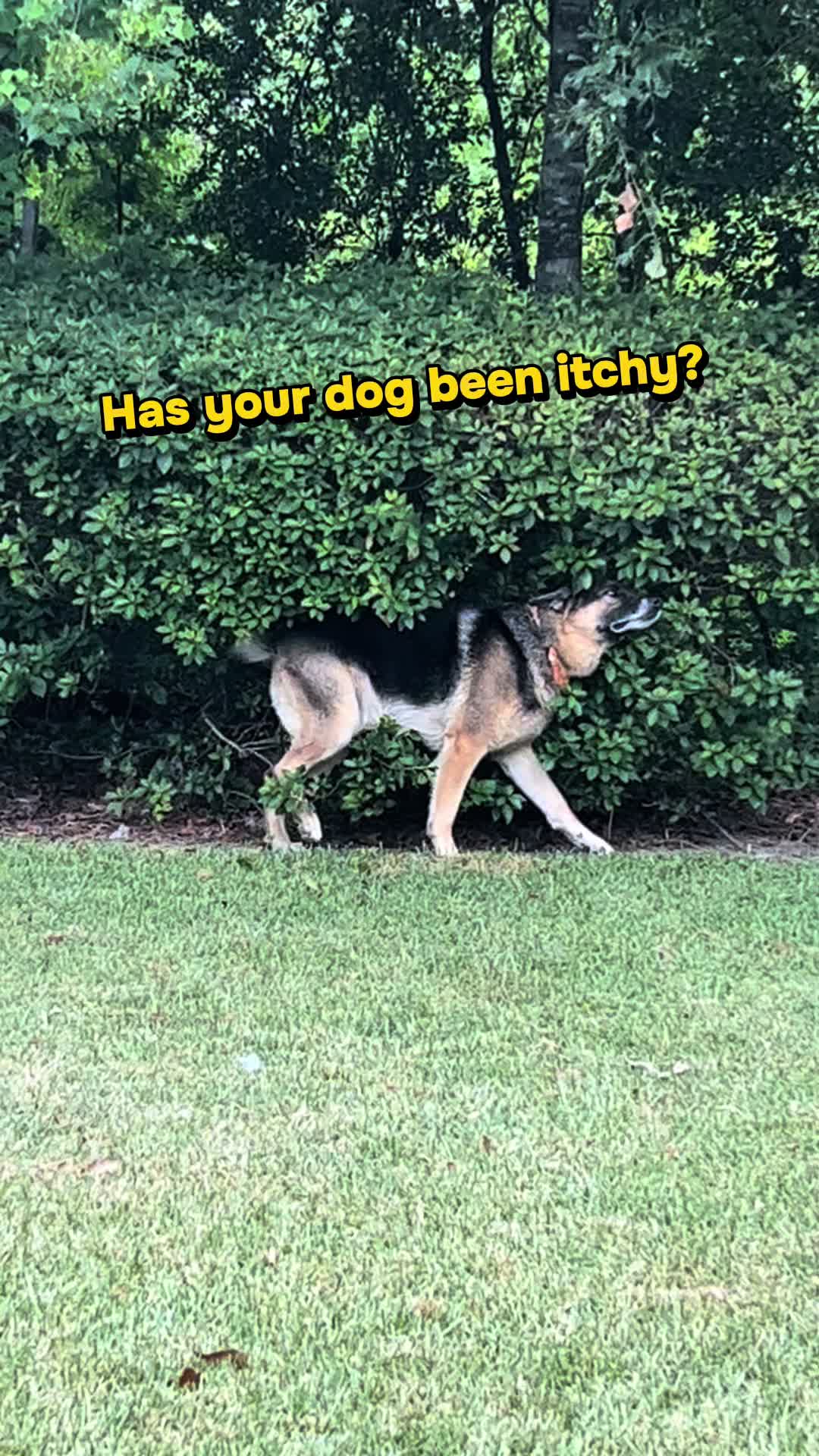 @Walter The German Shepherd