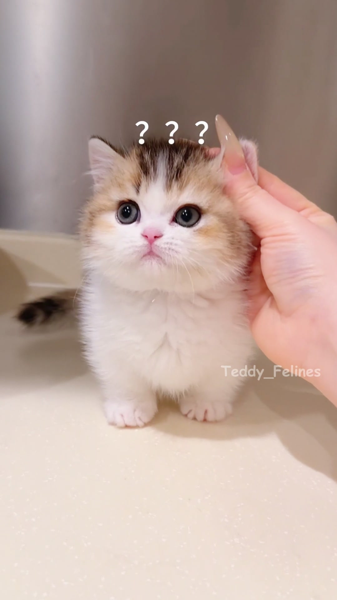 @Teddy_Felines 🧸🐾