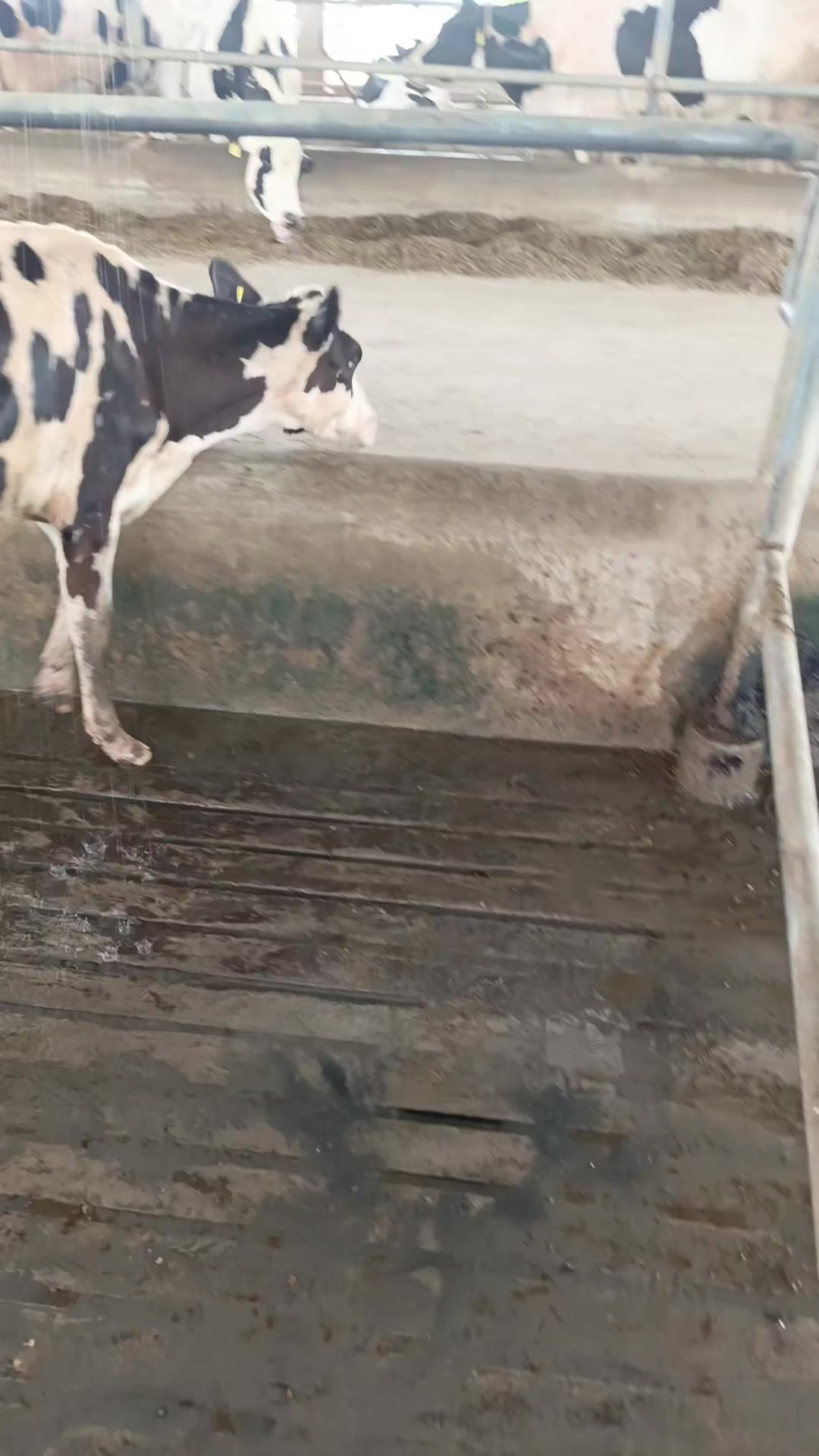 @Usmandairyfarmlayyah