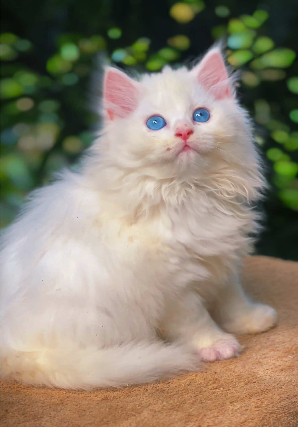 @FinestKittens