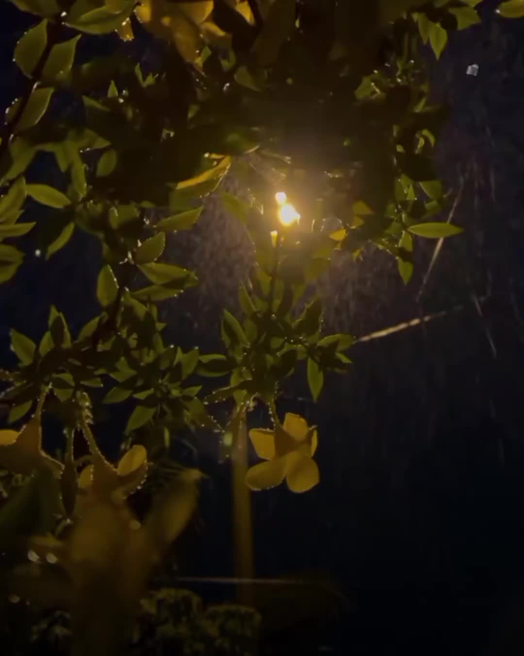 @𝗡𝗶𝗺𝗿𝗮 𝗔𝗲𝘀𝘁𝗵𝗲𝘁𝗶𝗰