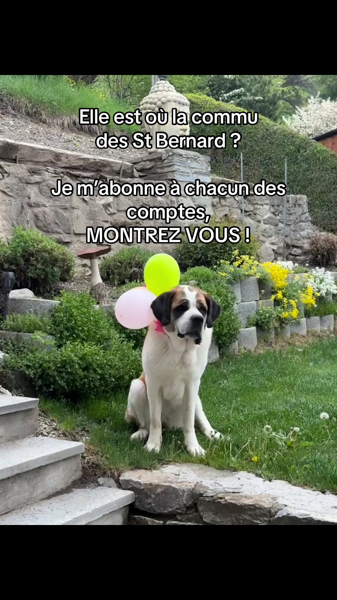 @Xena le St Bernard