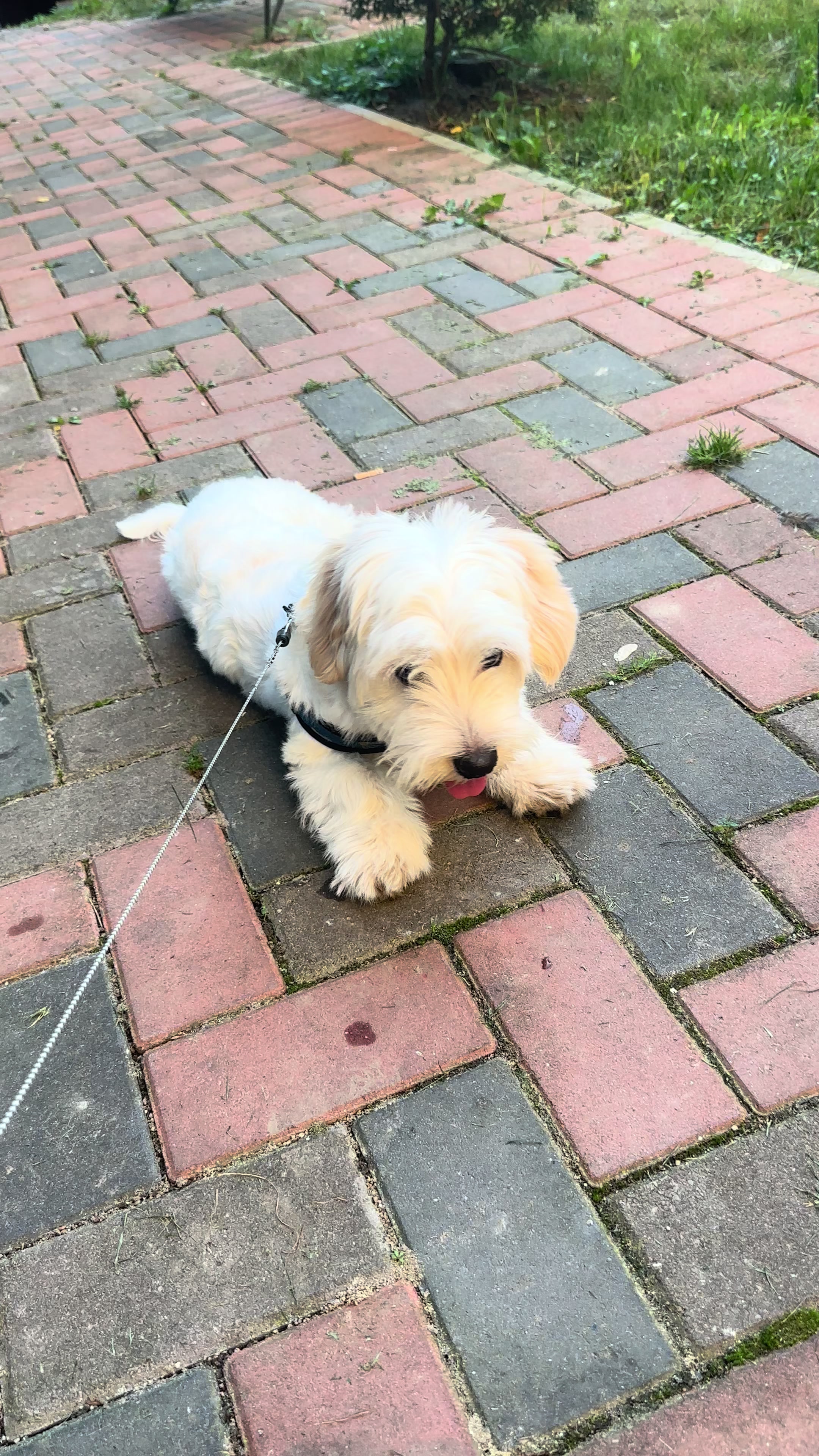 @Puppy 🐶