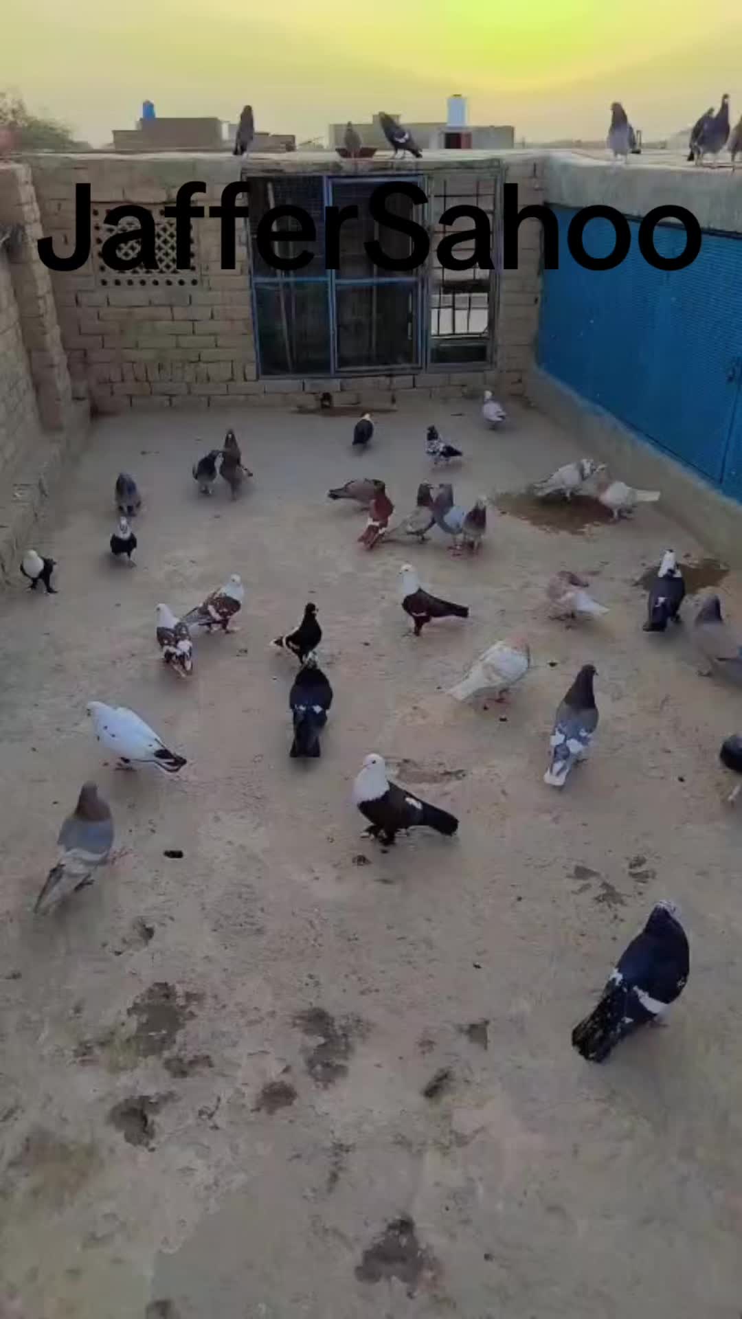 @J@£!R S@H00 111🦅