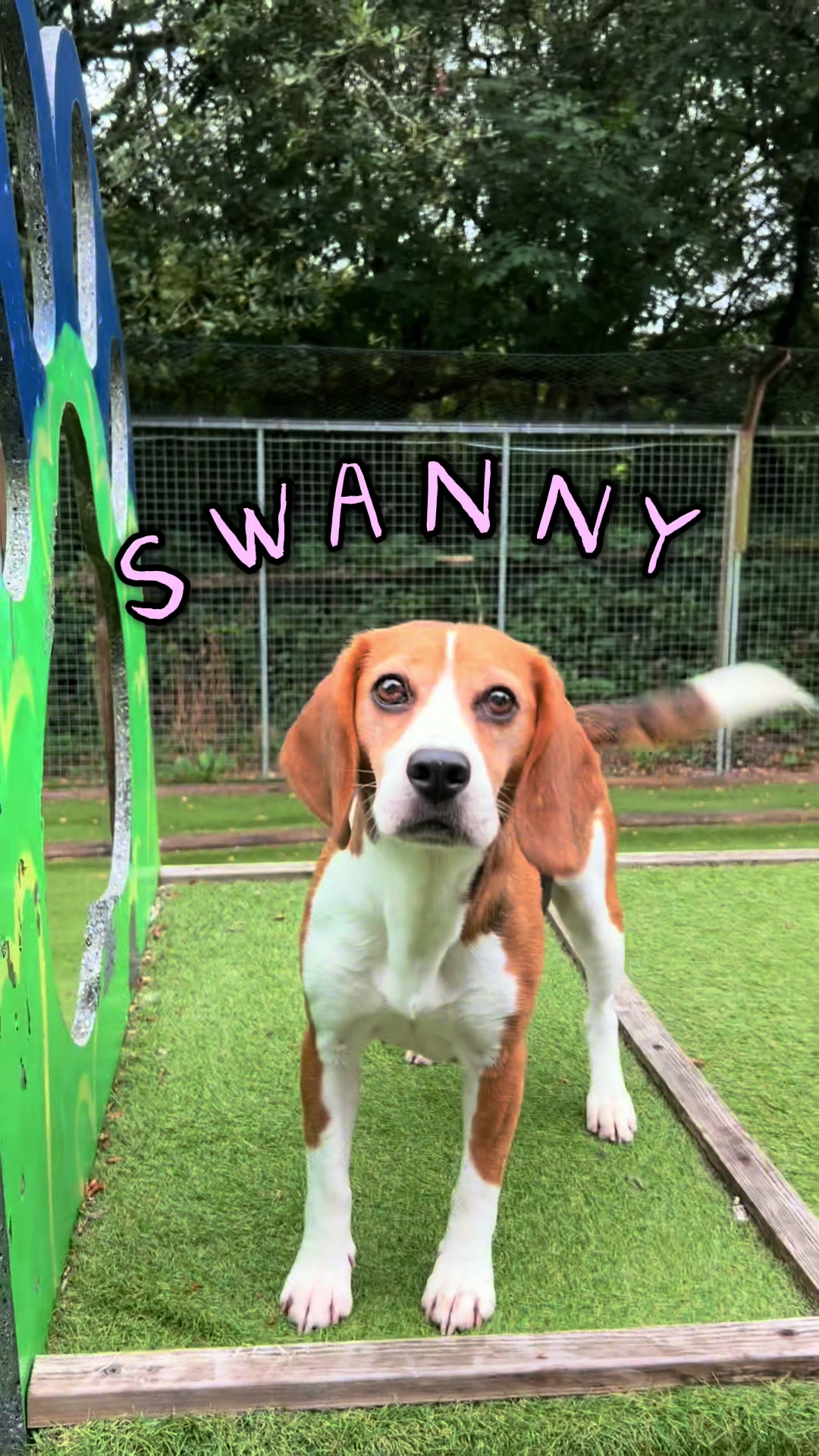 @Many Tears Animal Rescue🐾