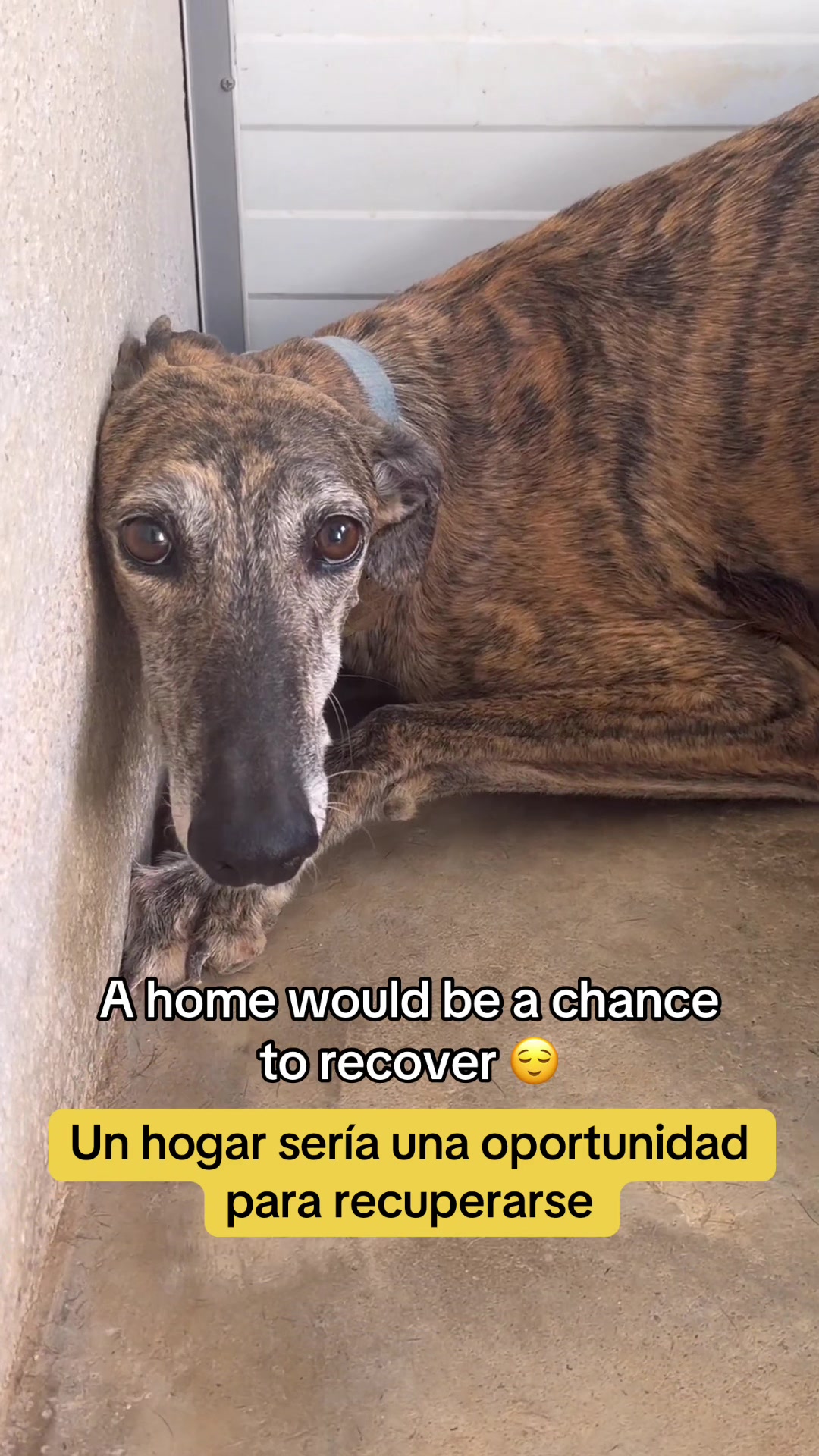 @Galgos del Sol