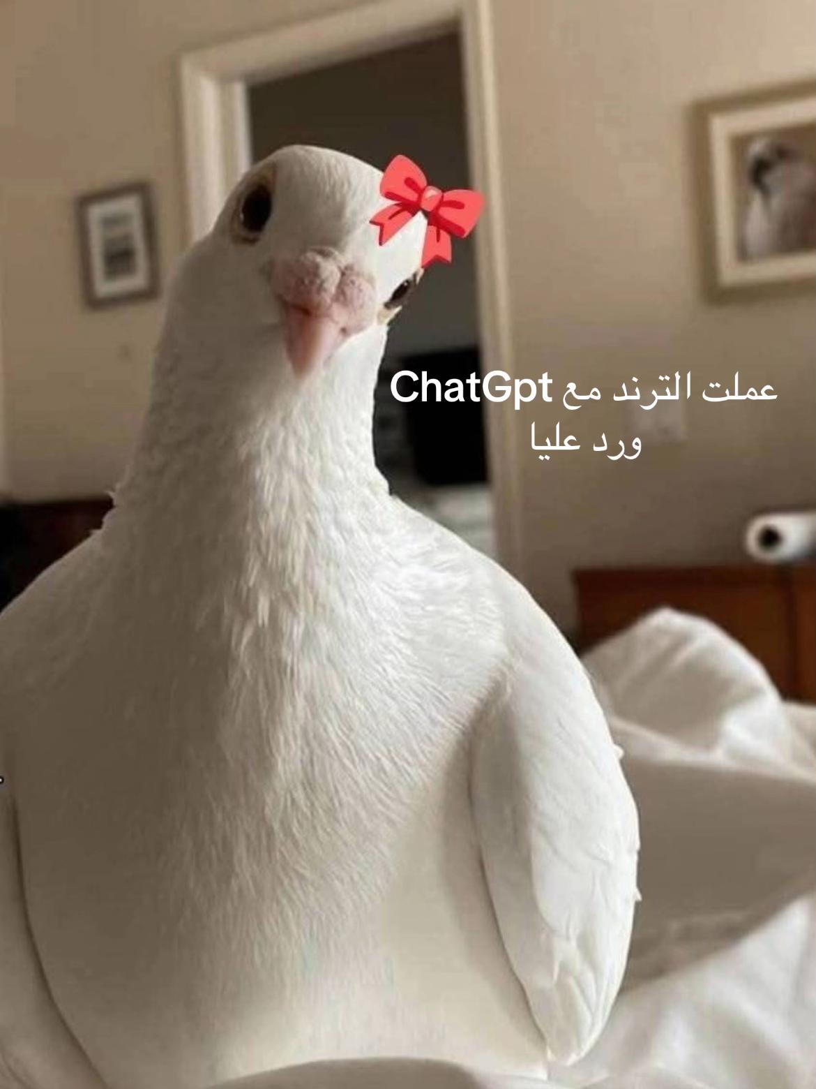 @كتاكيتو بني  🐣🐥